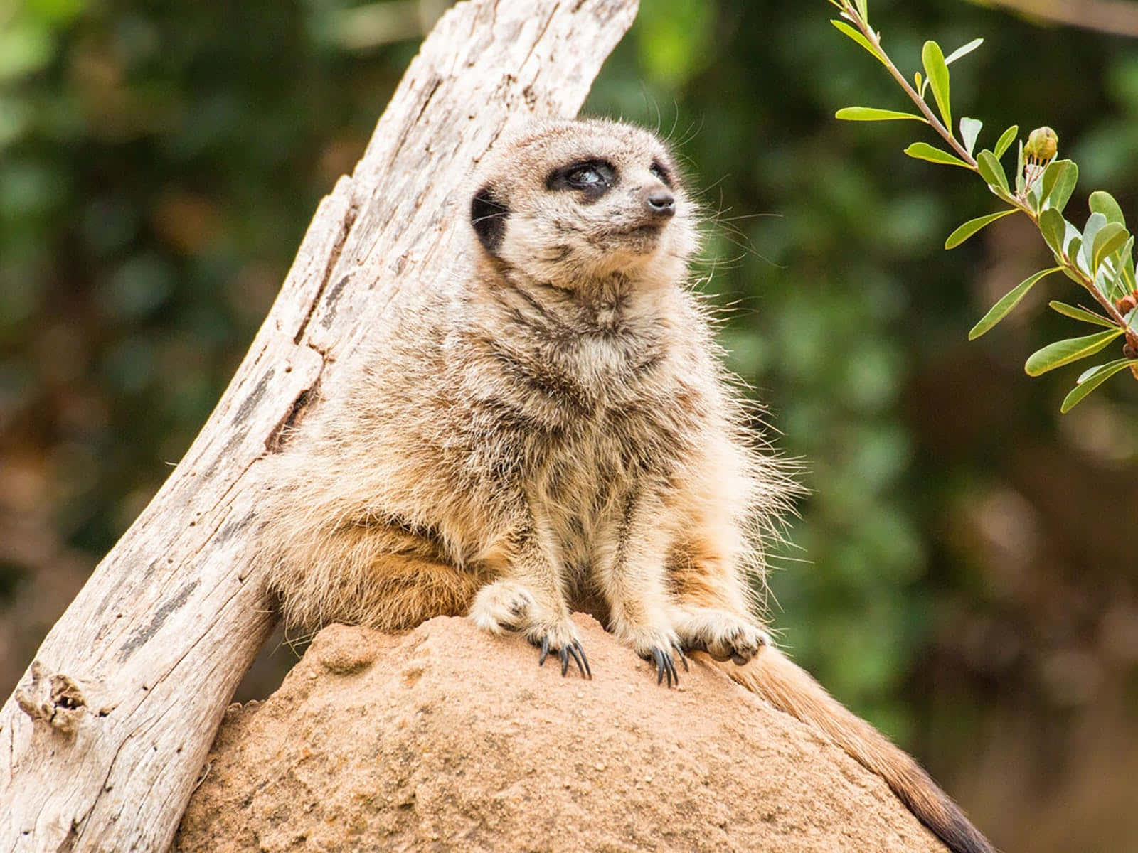 meerkat, lookout, Melbourne Zoo, HD Desktop Wallpaper