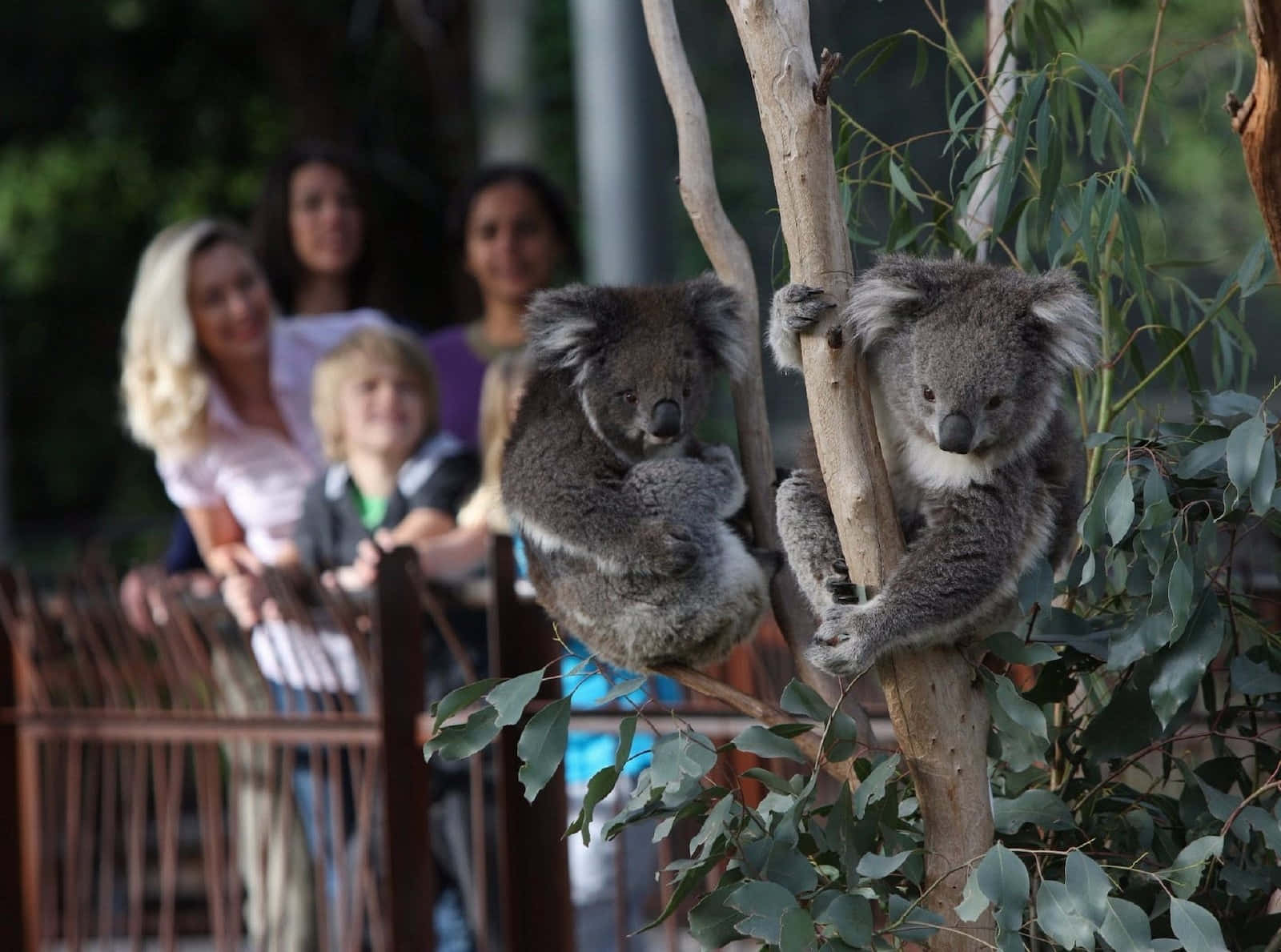 koalas, eucalyptus tree, visitors, HD Desktop Wallpaper
