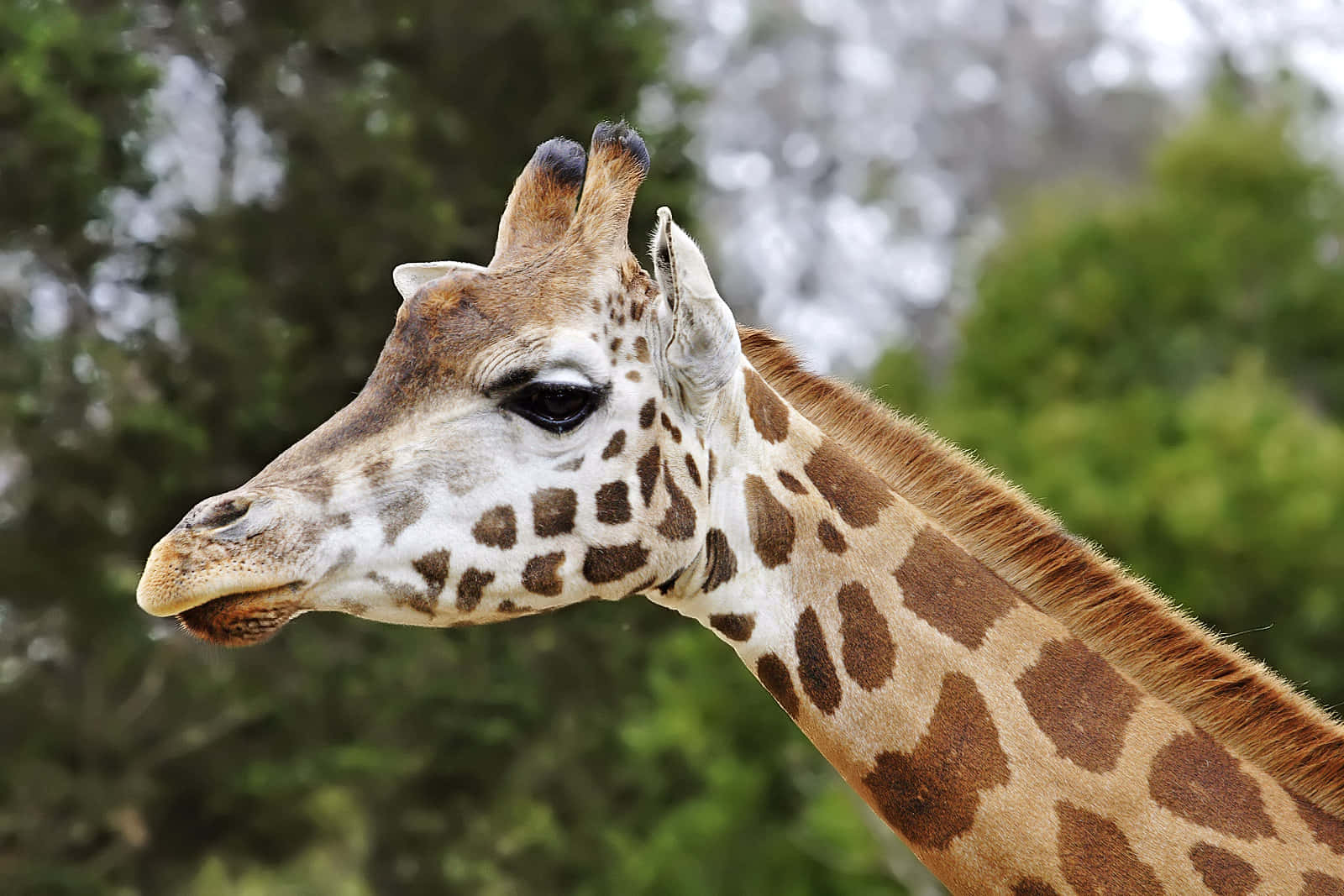 Melbourne Zoo, giraffe, spotted pattern, HD Desktop Wallpaper