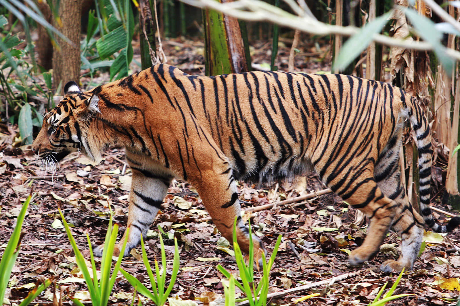 majestic tiger, orange stripes, jungle floor, HD Desktop Wallpaper