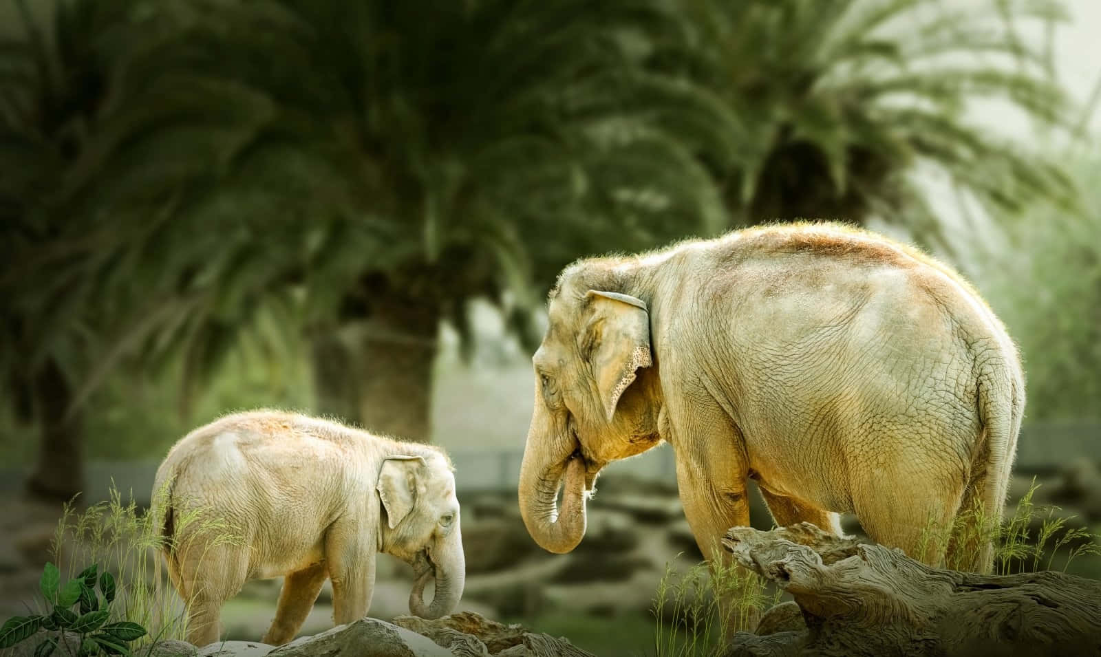 elephant calf, adult elephant, jungle, HD Desktop Wallpaper