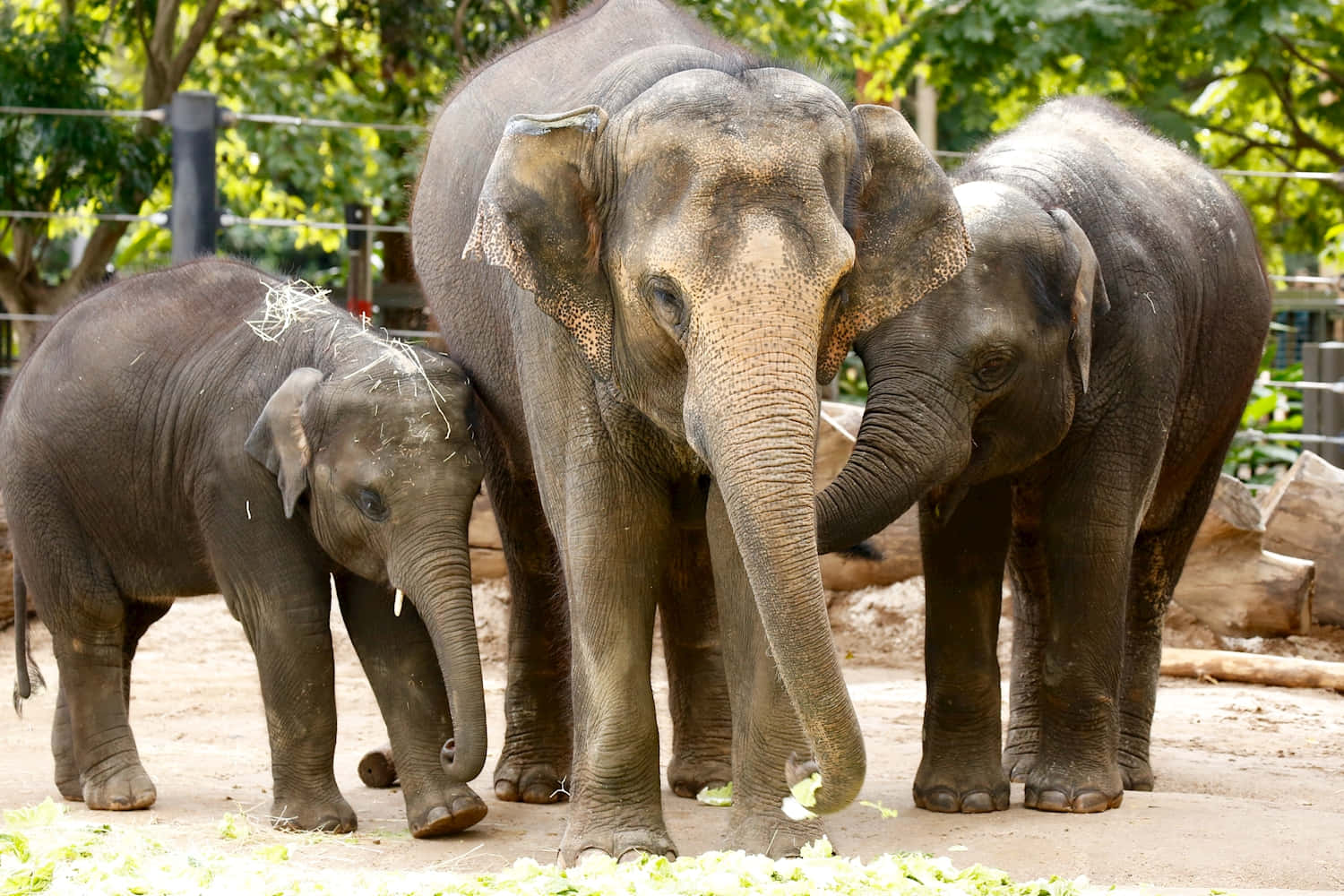elephant family, Melbourne Zoo, calf, HD Desktop Wallpaper
