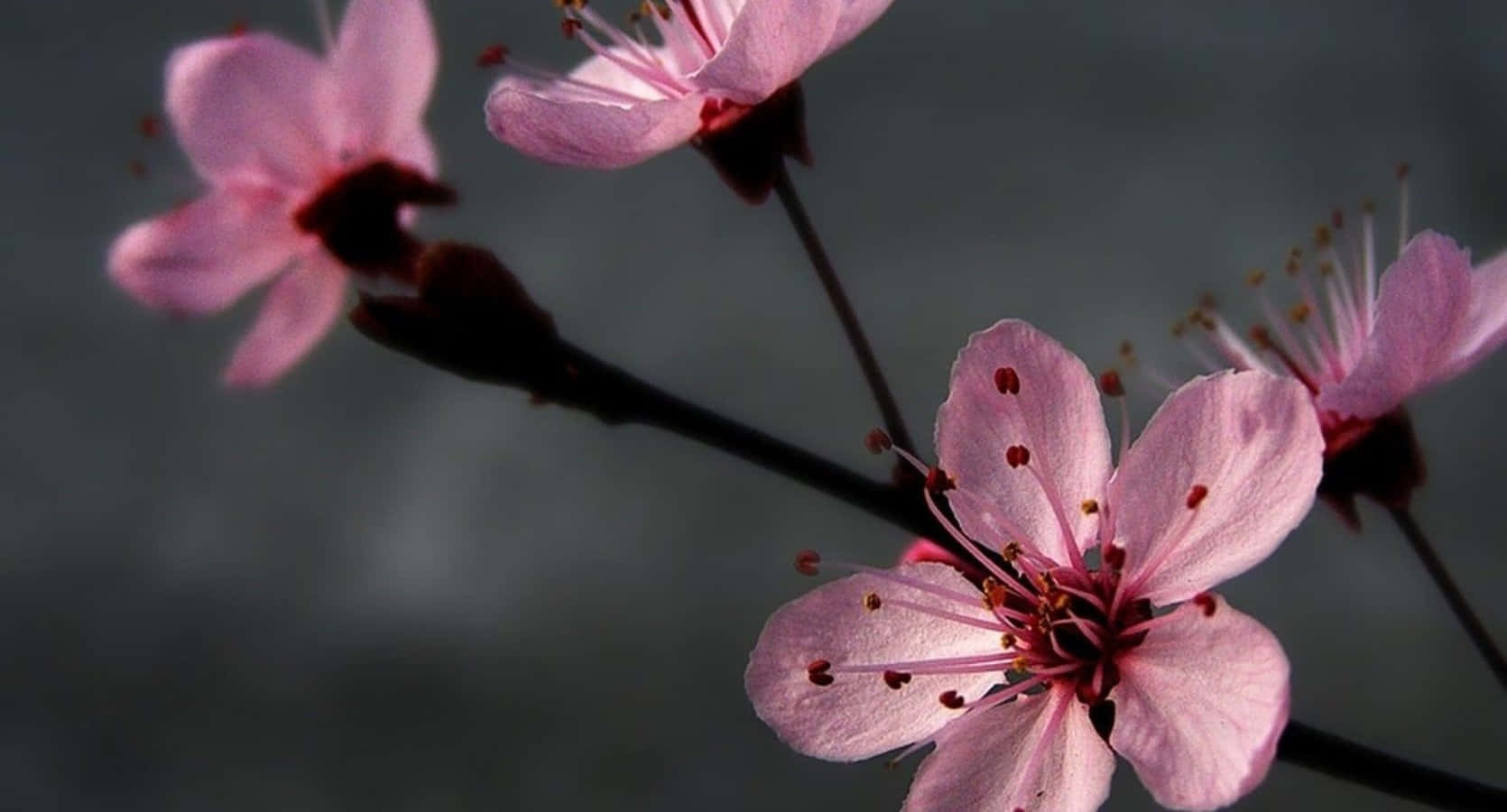 gray and pink gradient, pink cherry blossoms, dark stems, HD Desktop Wallpaper