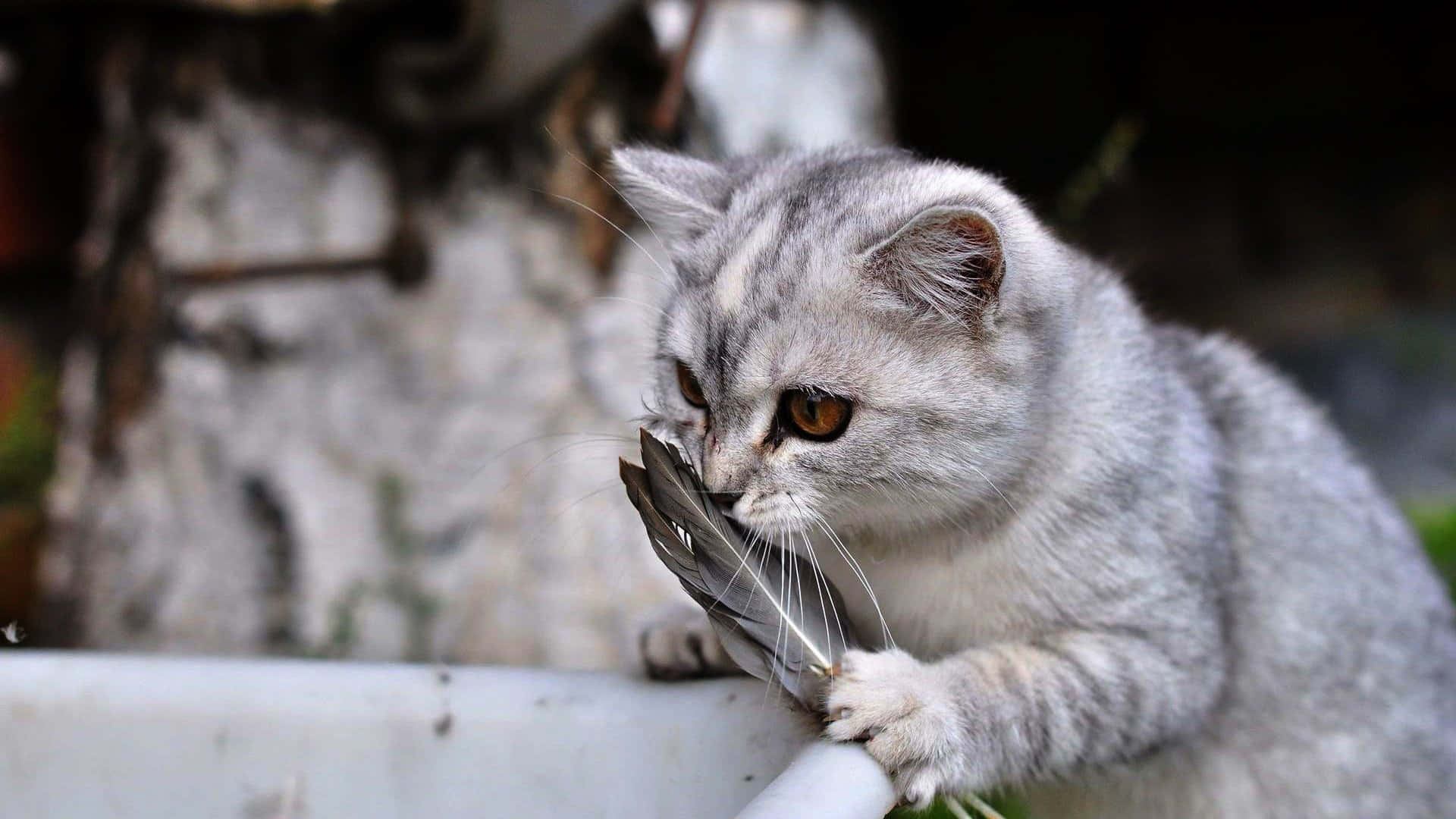 silver tabby cat, feather, white ledge, Full HD Desktop Wallpaper