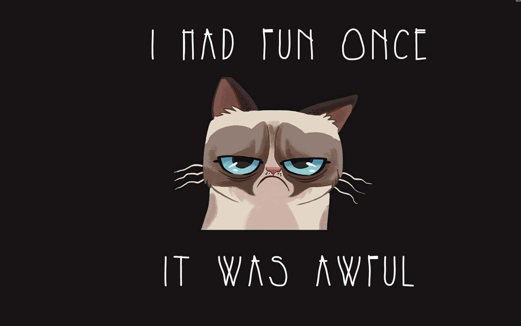grumpy cat, blue eyes, furrowed brow, HD Desktop Wallpaper