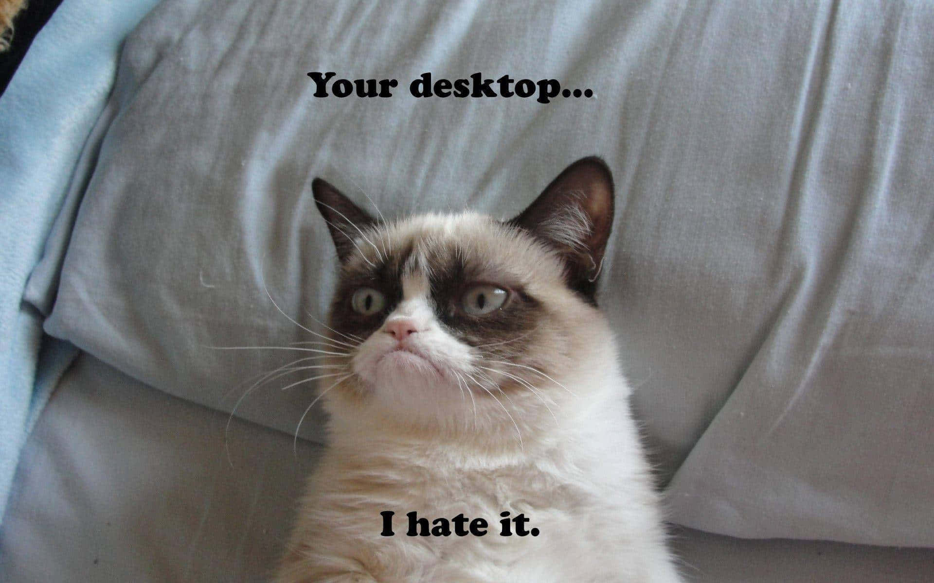 grumpy cat, pillow, text overlay, Full HD Desktop Wallpaper