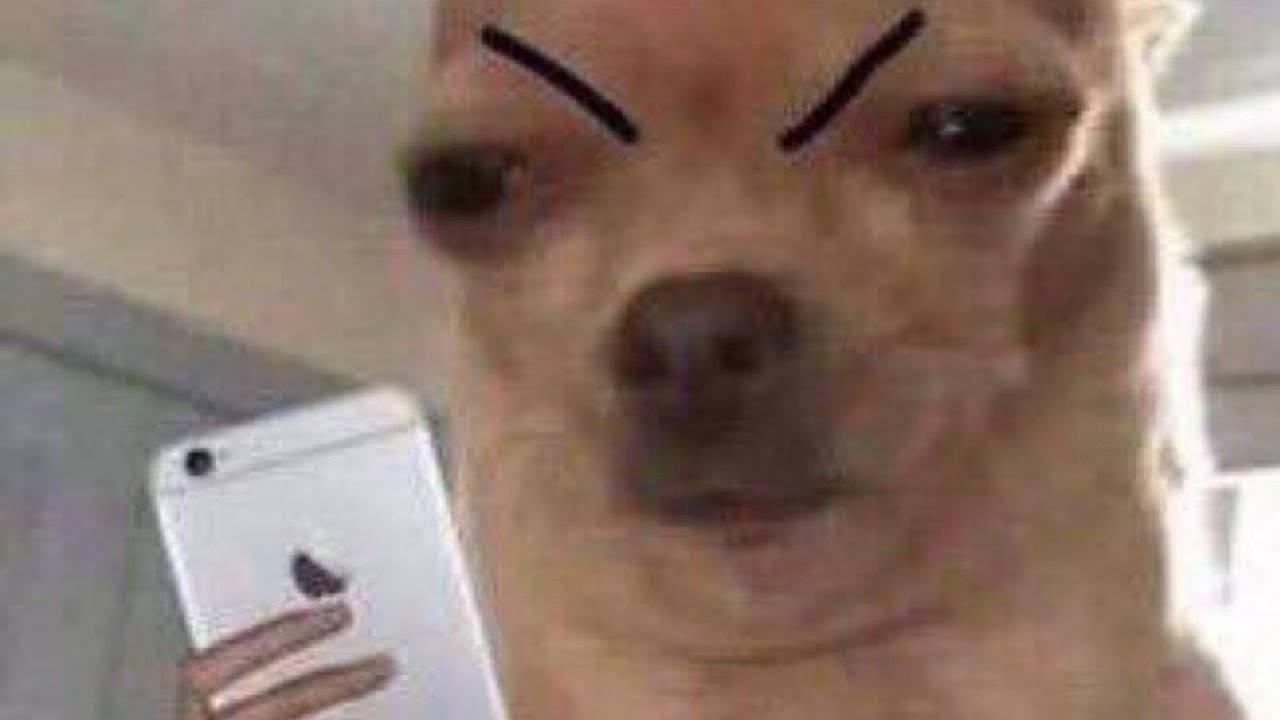 chihuahua, drawn-on angry eyebrows, white iPhone, HD Desktop Wallpaper