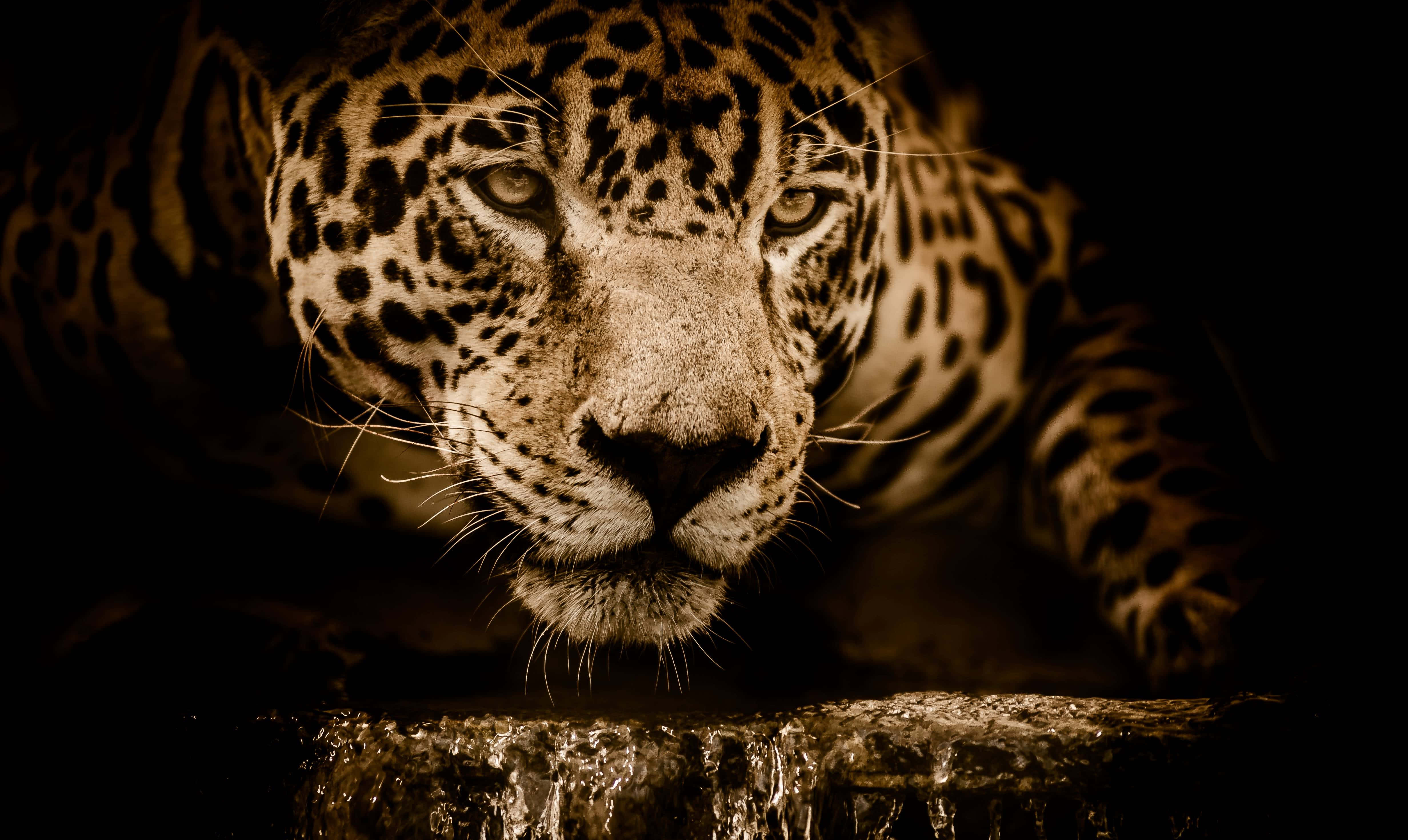 jaguar, intense gaze, crouches low, 4K Desktop Wallpaper