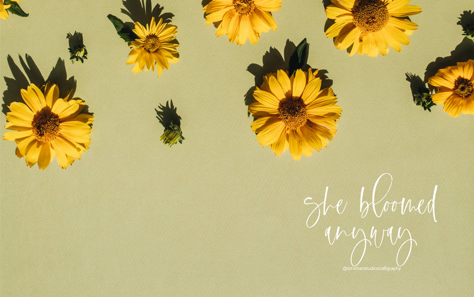 she bloomed anyway, vibrant yellow sunflowers, muted green surface, HD Desktop Wallpaper