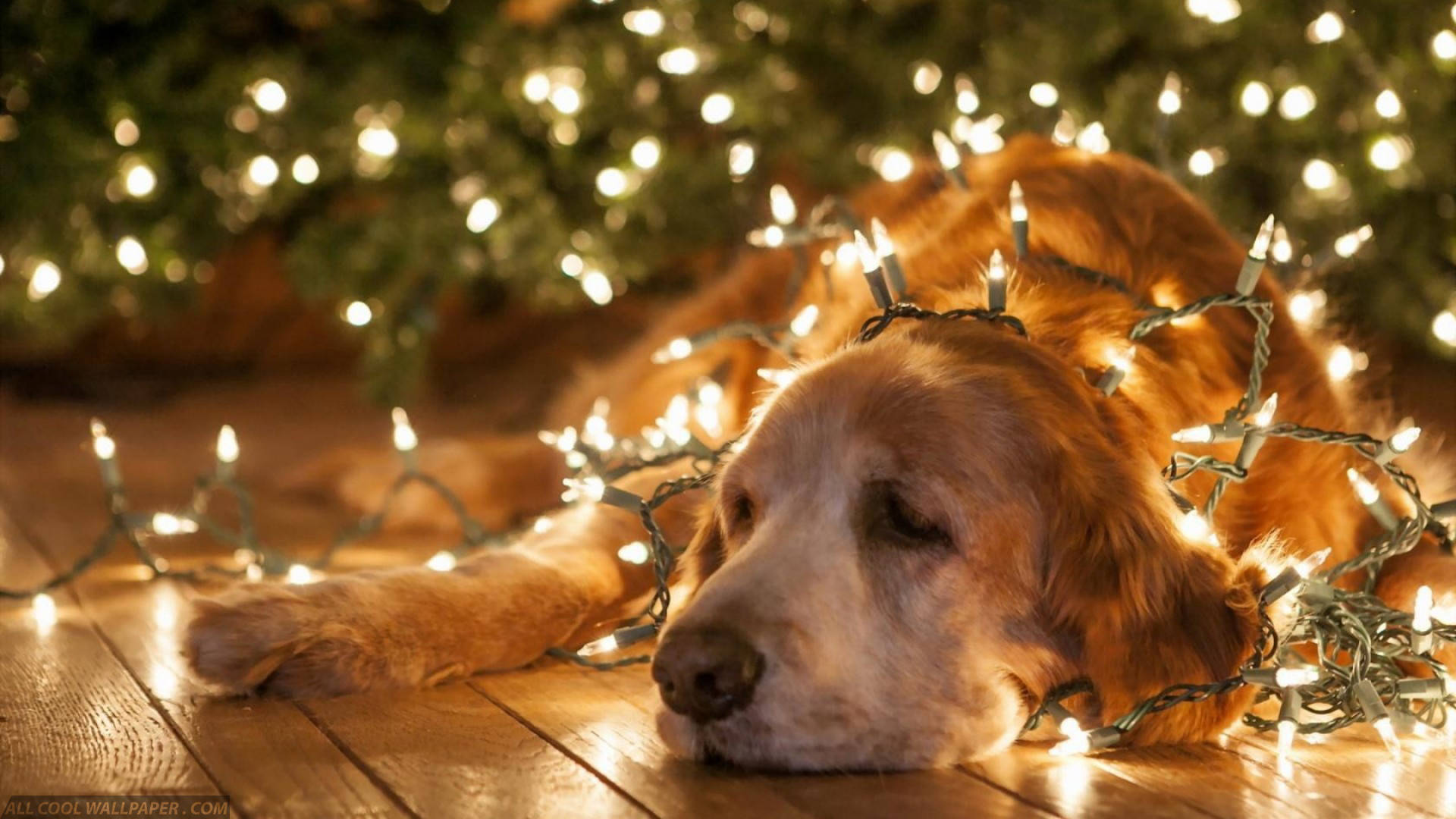 Merry Christmas, golden retriever, wooden floor, Full HD Desktop Wallpaper