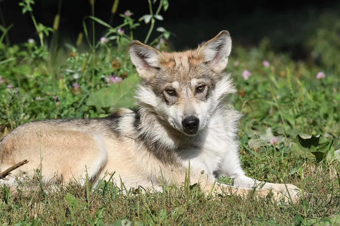Mexican Wolf