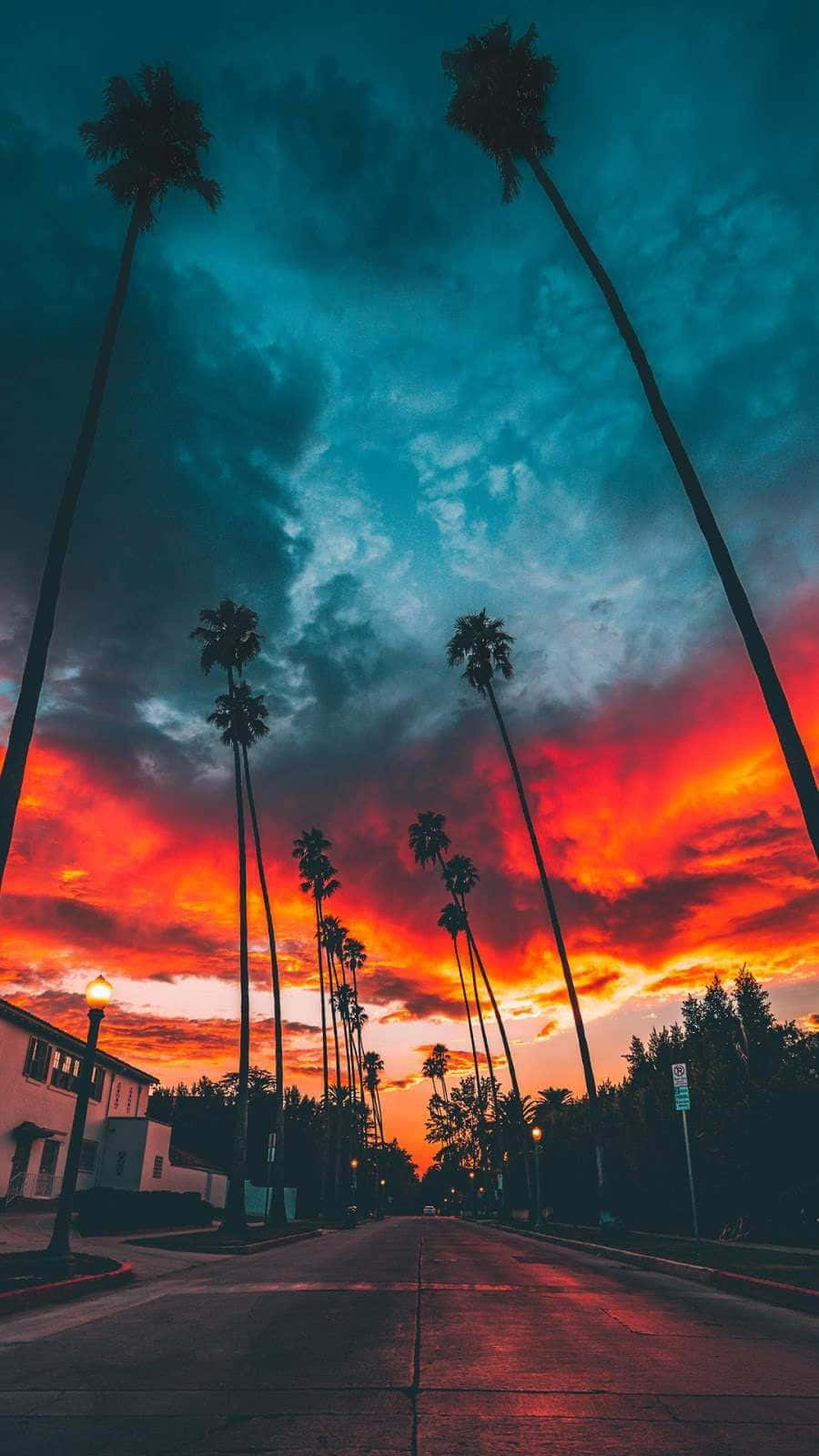 Miami, 4K resolution, palm trees, HD Phone Wallpaper