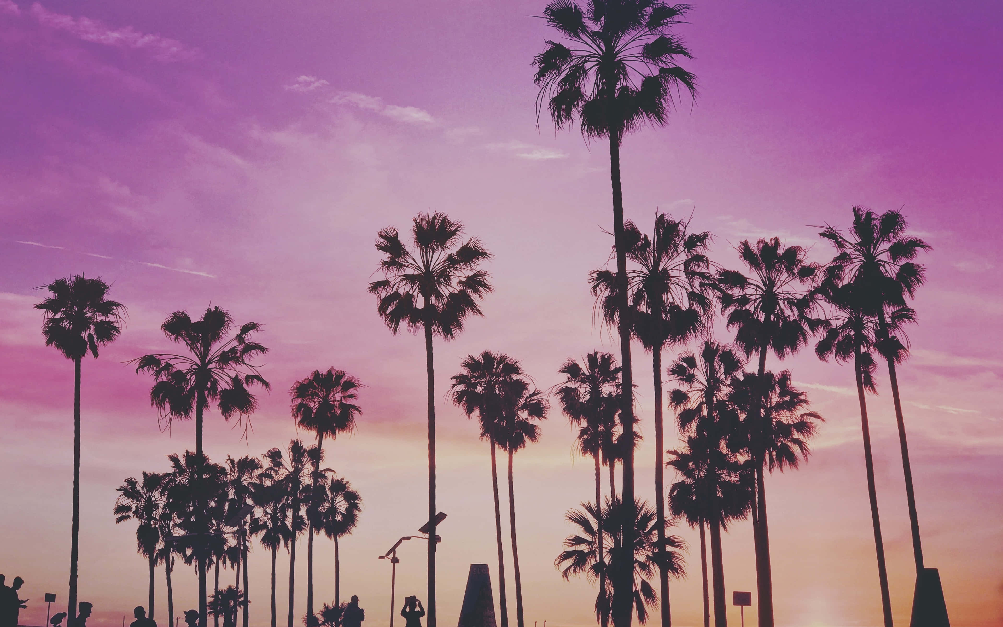 Miami, 4K, palm trees, 4K Desktop Wallpaper