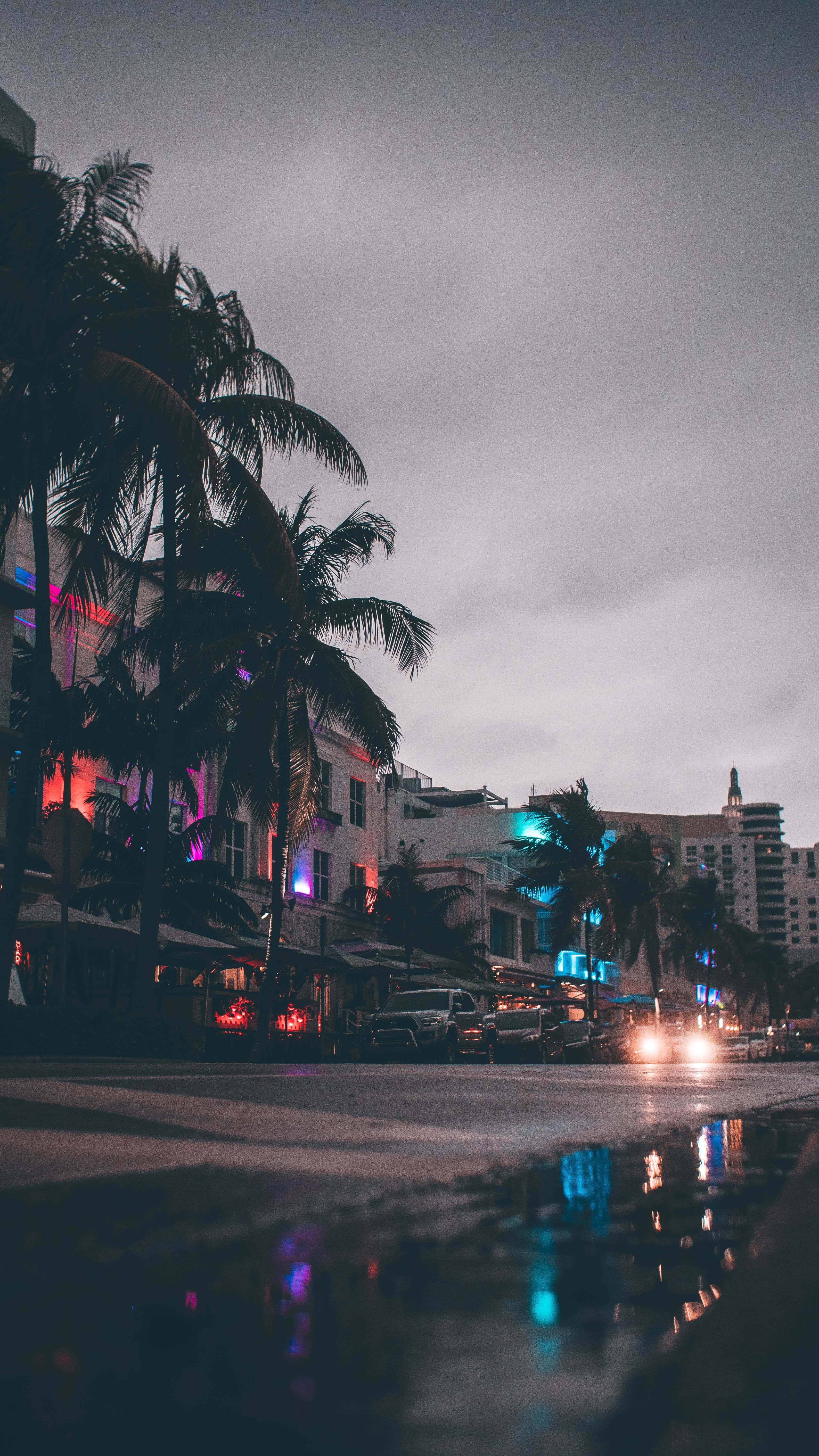 Miami, dusk, palm trees, 5K Phone Wallpaper