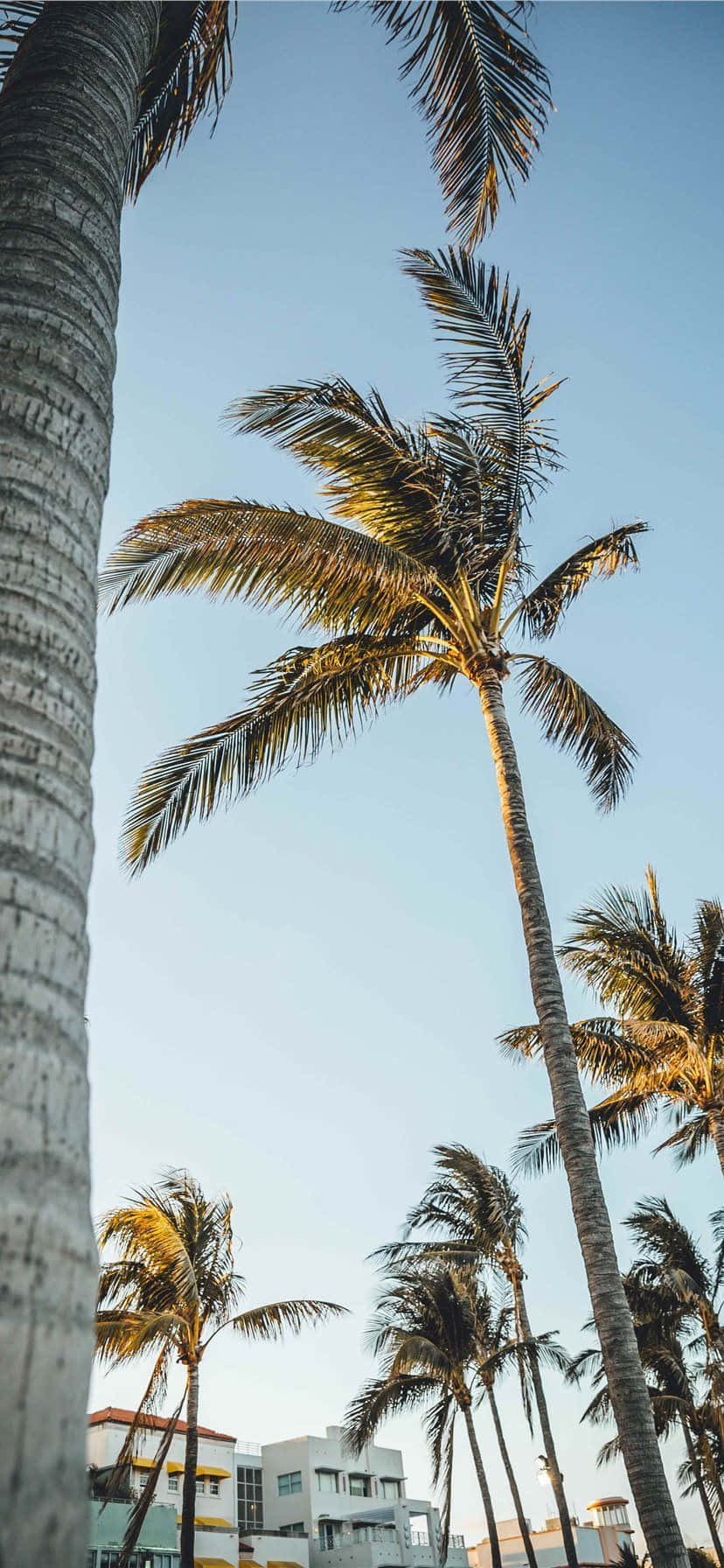Miami, iPhone, palm trees, HD Phone Wallpaper
