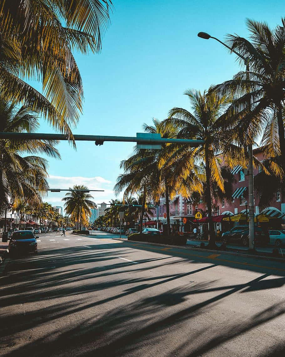 Miami, iPhone, palm trees, SD Phone Wallpaper