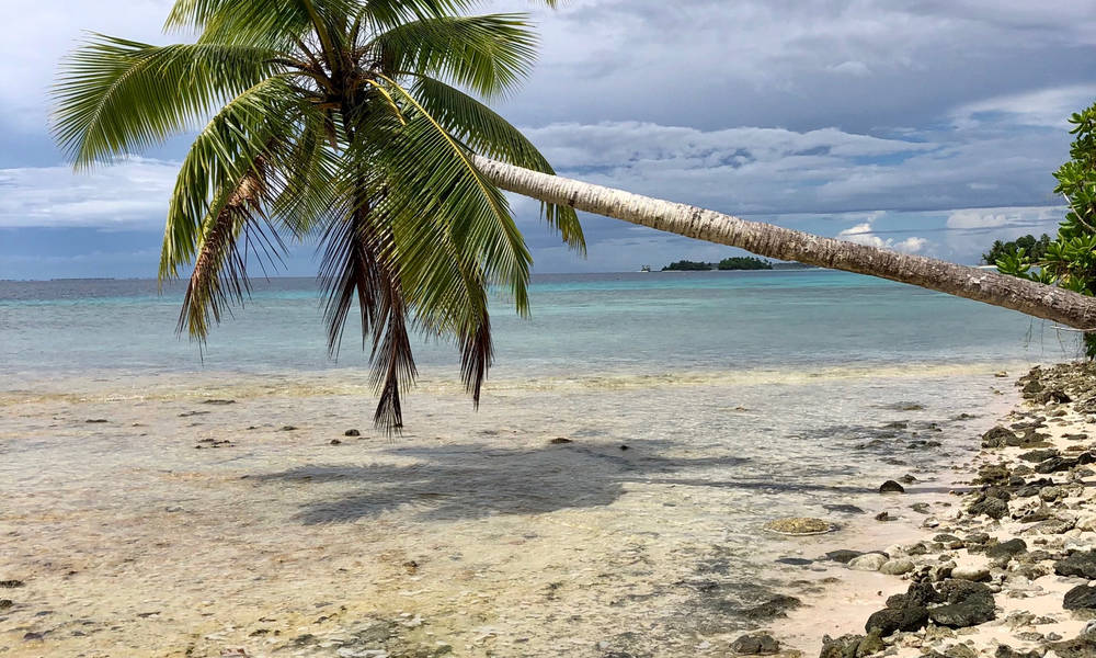 Micronesia, coconut tree, coral beach, SD Desktop Wallpaper