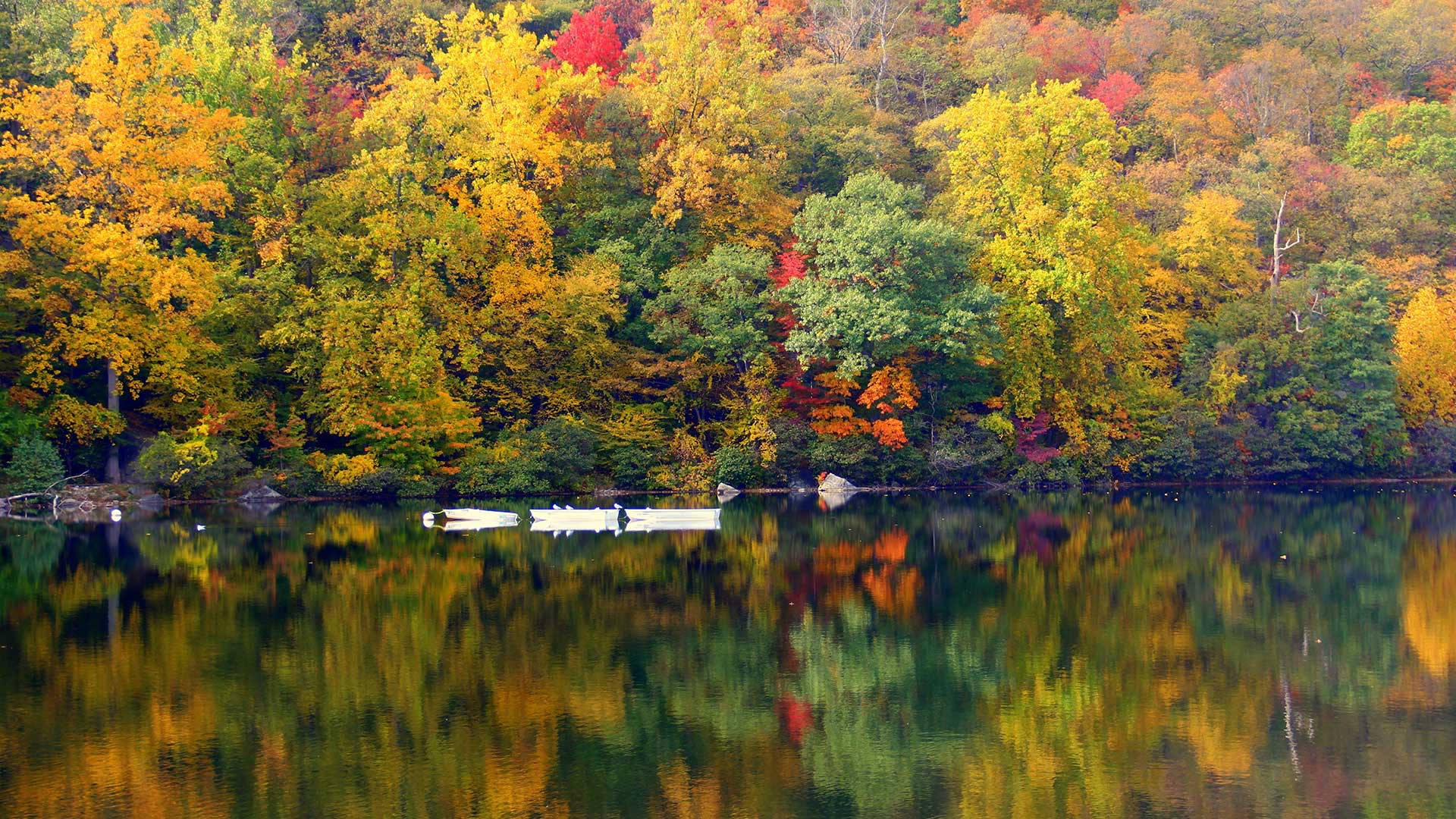 Microsoft Teams, autumn trees, lake, Full HD Desktop Wallpaper
