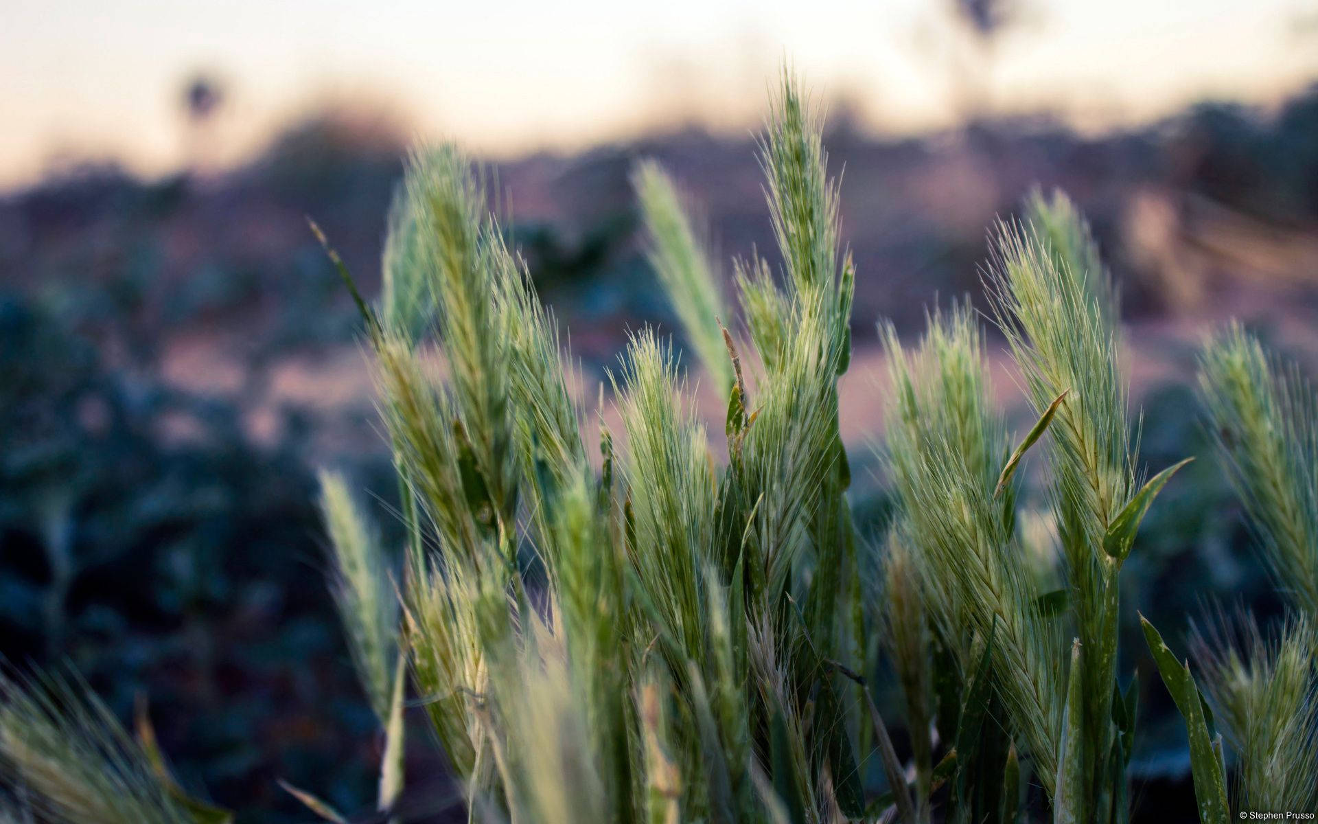 Microsoft, sunset, green barley stalks, Full HD Desktop Wallpaper