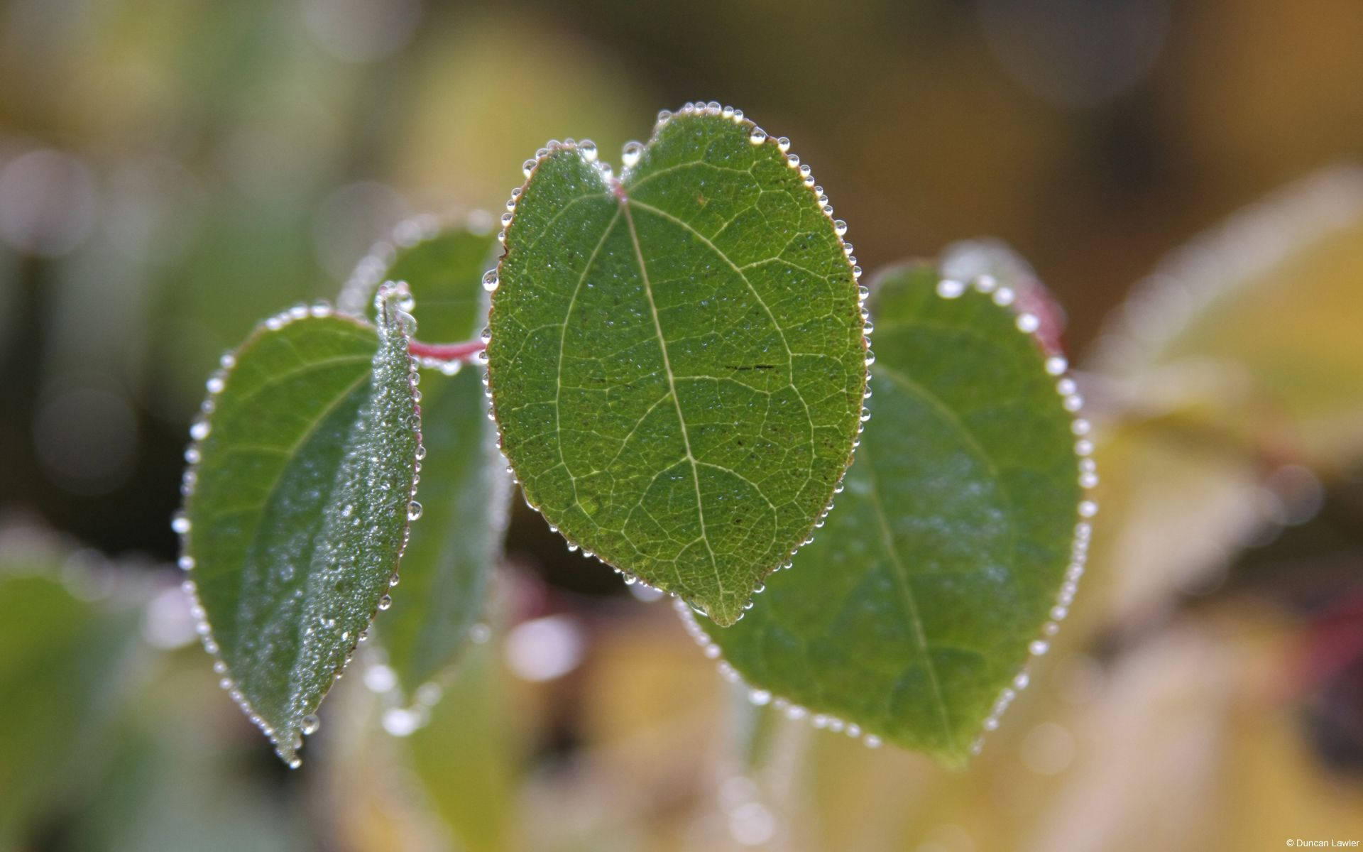 dewdrops on leaves, vibrant green leaves, soft blurred natural background, Full HD Desktop Wallpaper