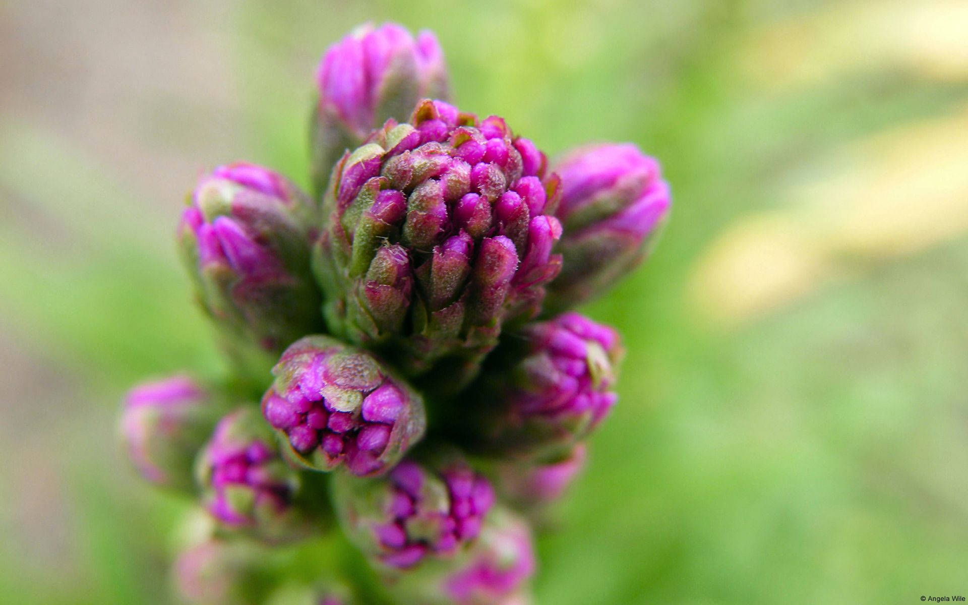 Microsoft, purple flower, flower buds, Full HD Desktop Wallpaper