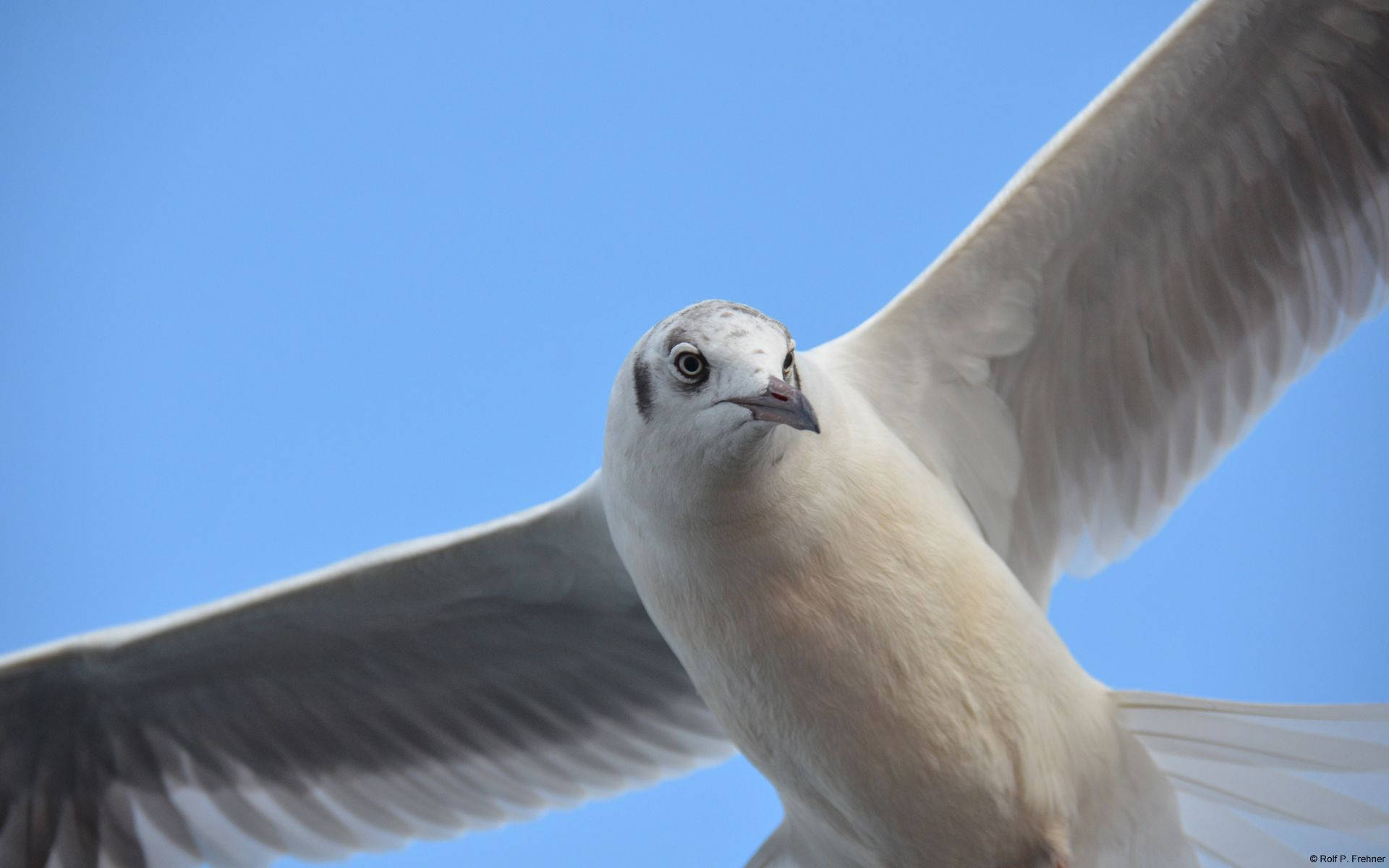 flying white bird, Microsoft, seagull, Full HD Desktop Wallpaper