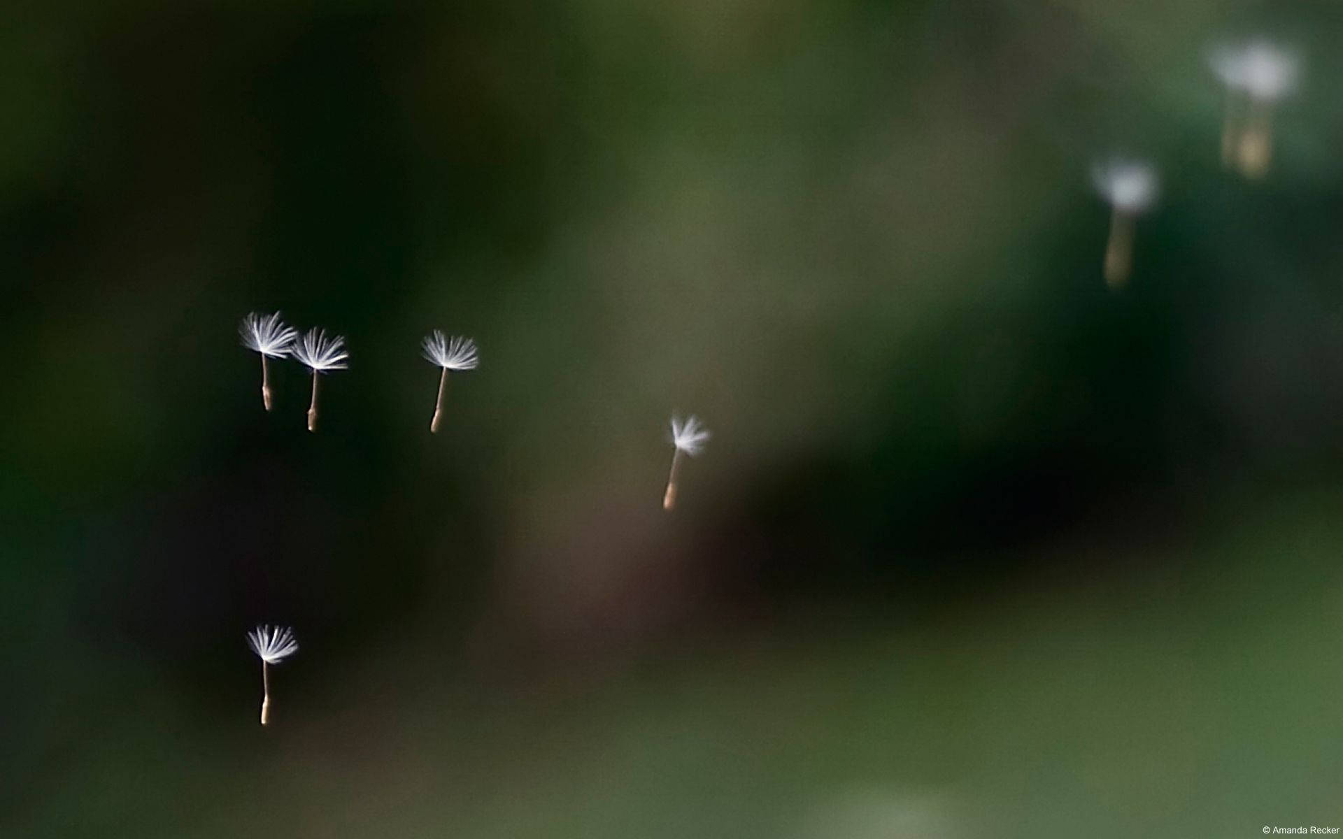 dandelion seeds, soft green air, shallow depth of field, Full HD Desktop Wallpaper