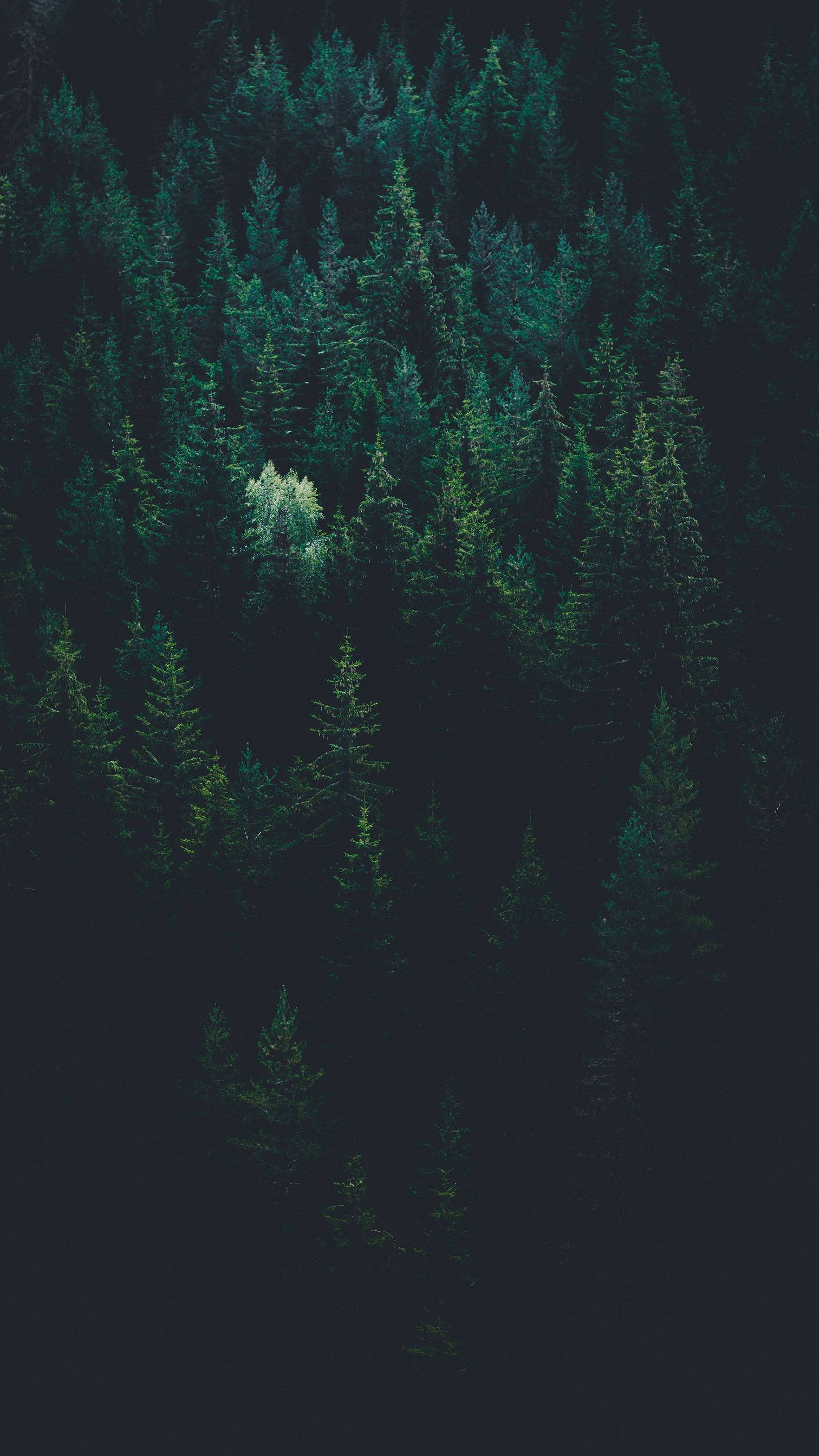 Midnight Green, dark green pine forest, bright white tree, 2K Phone Wallpaper