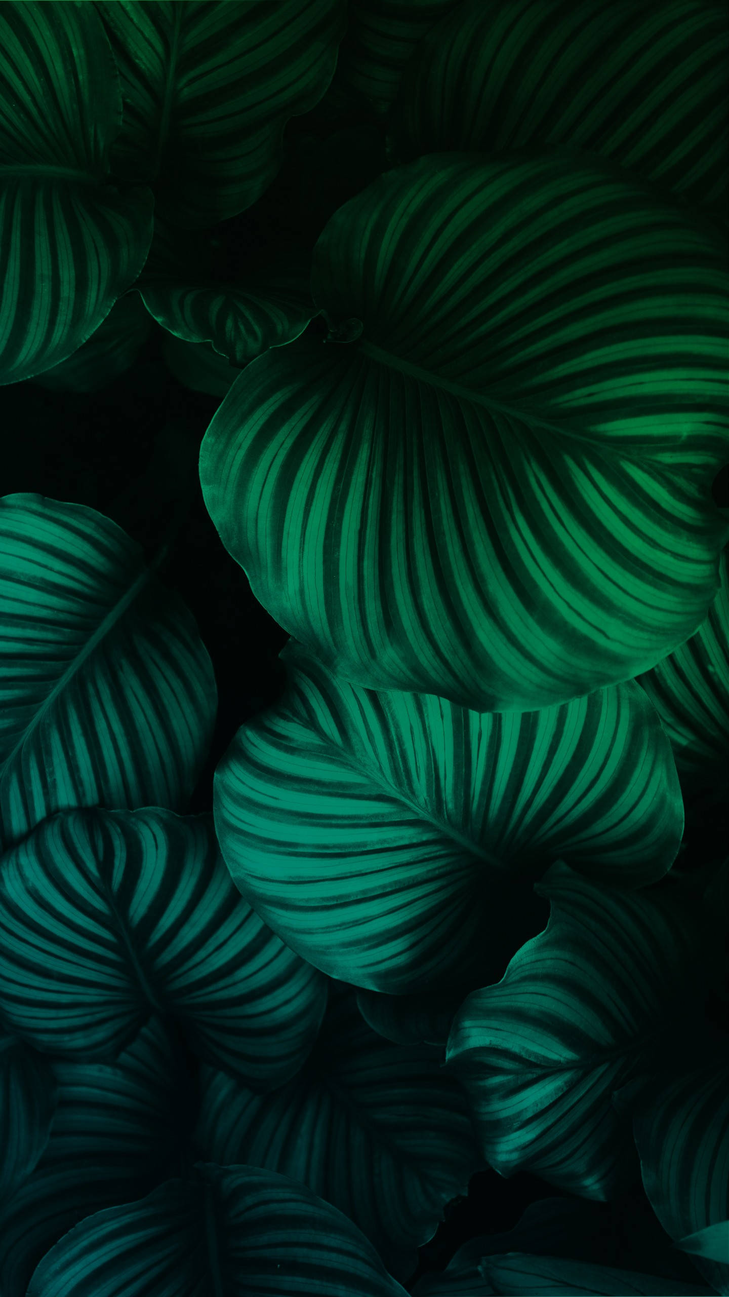 emerald, deep black, tropical, 2K Phone Wallpaper