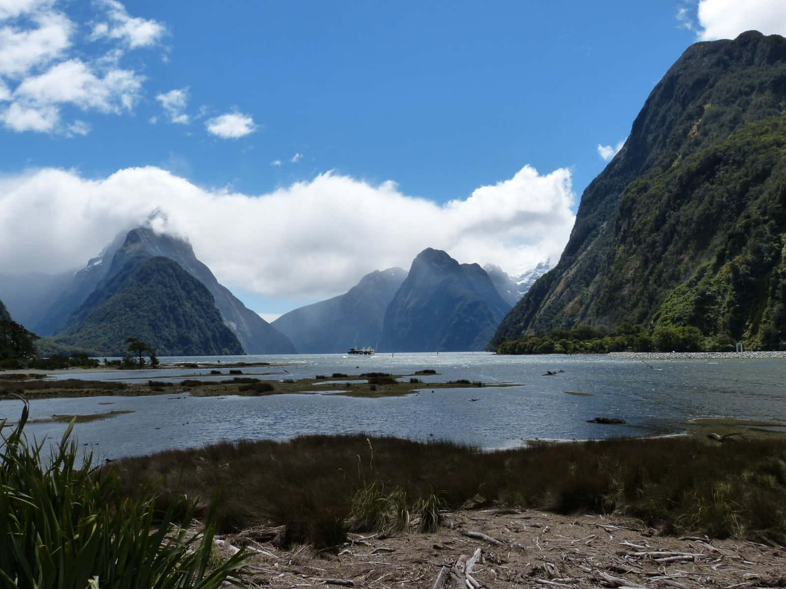 Milford Sound, clear blue sky, towering forested mountains, HD Desktop Wallpaper