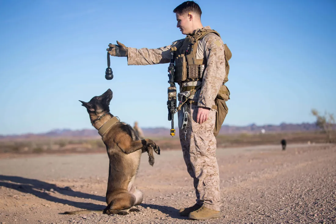 Military Dog
