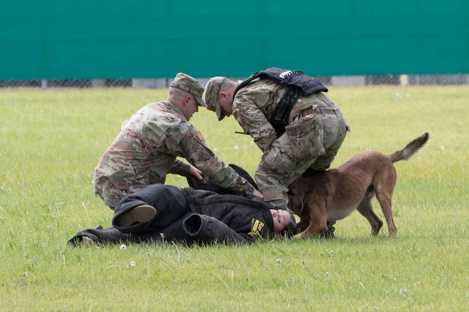 military dog, camouflage gear, grass, HD Desktop Wallpaper