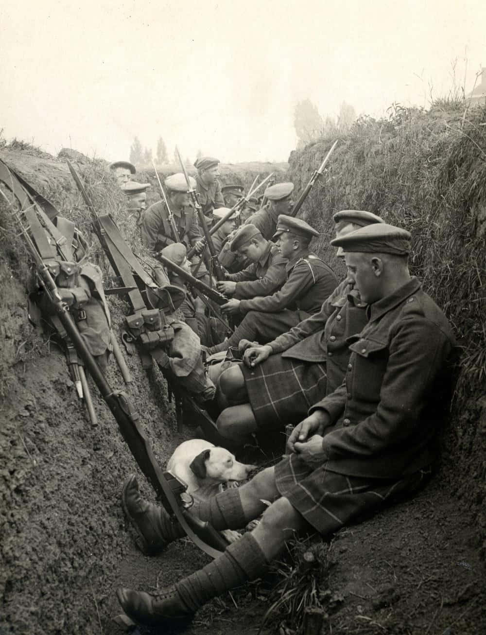 W W I, trench, dog, HD Phone Wallpaper