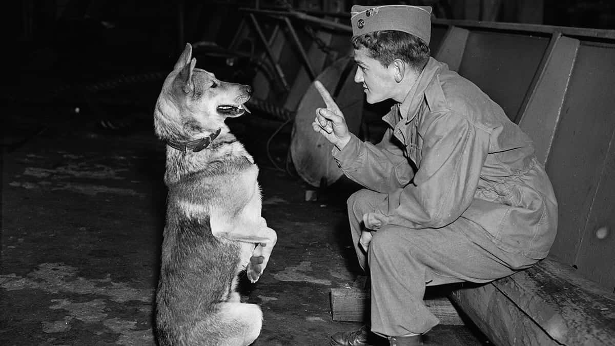 military dog, soldier, uniform, SD Desktop Wallpaper