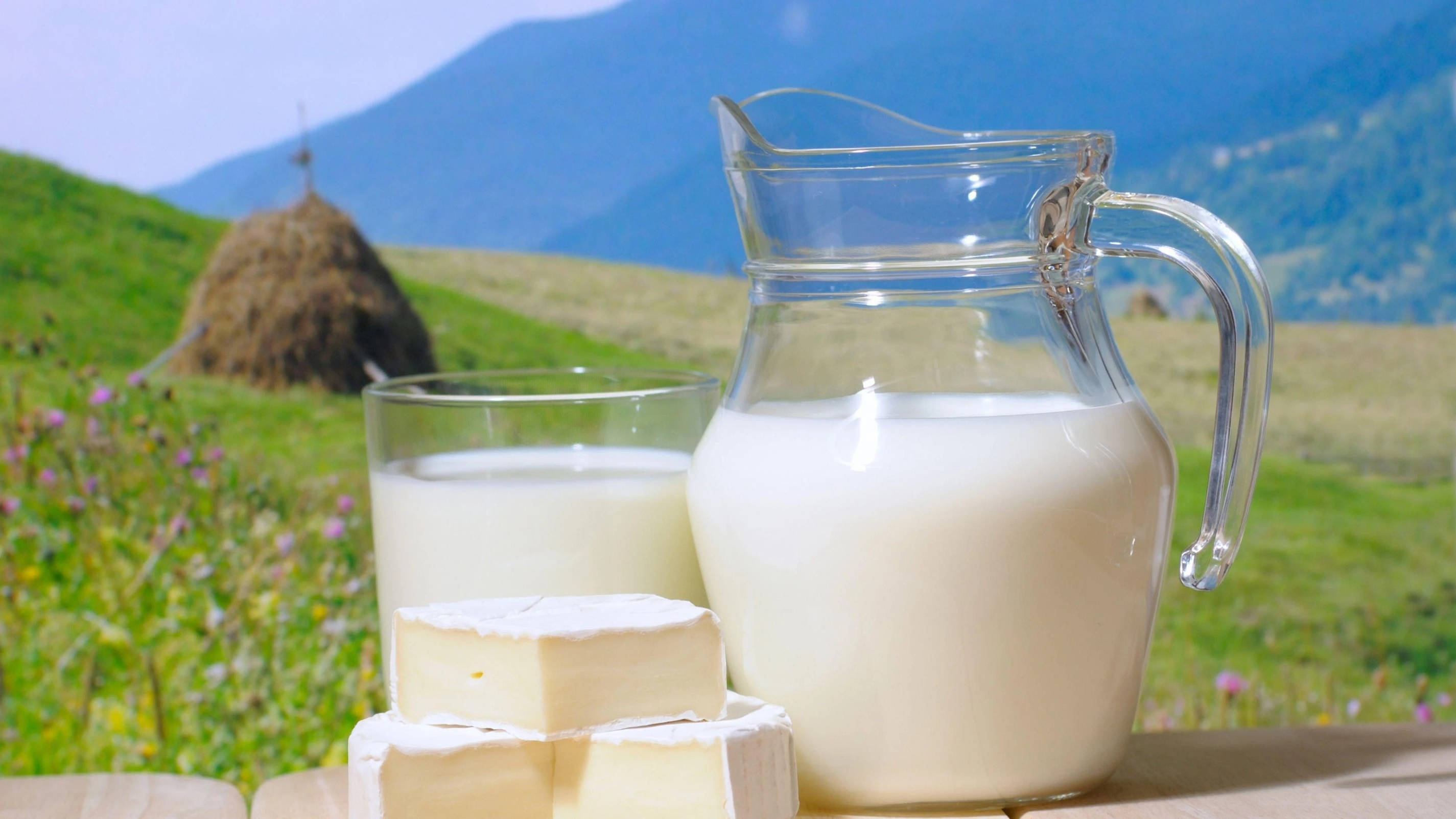 milk, cheese, glass pitcher, 2K Desktop Wallpaper