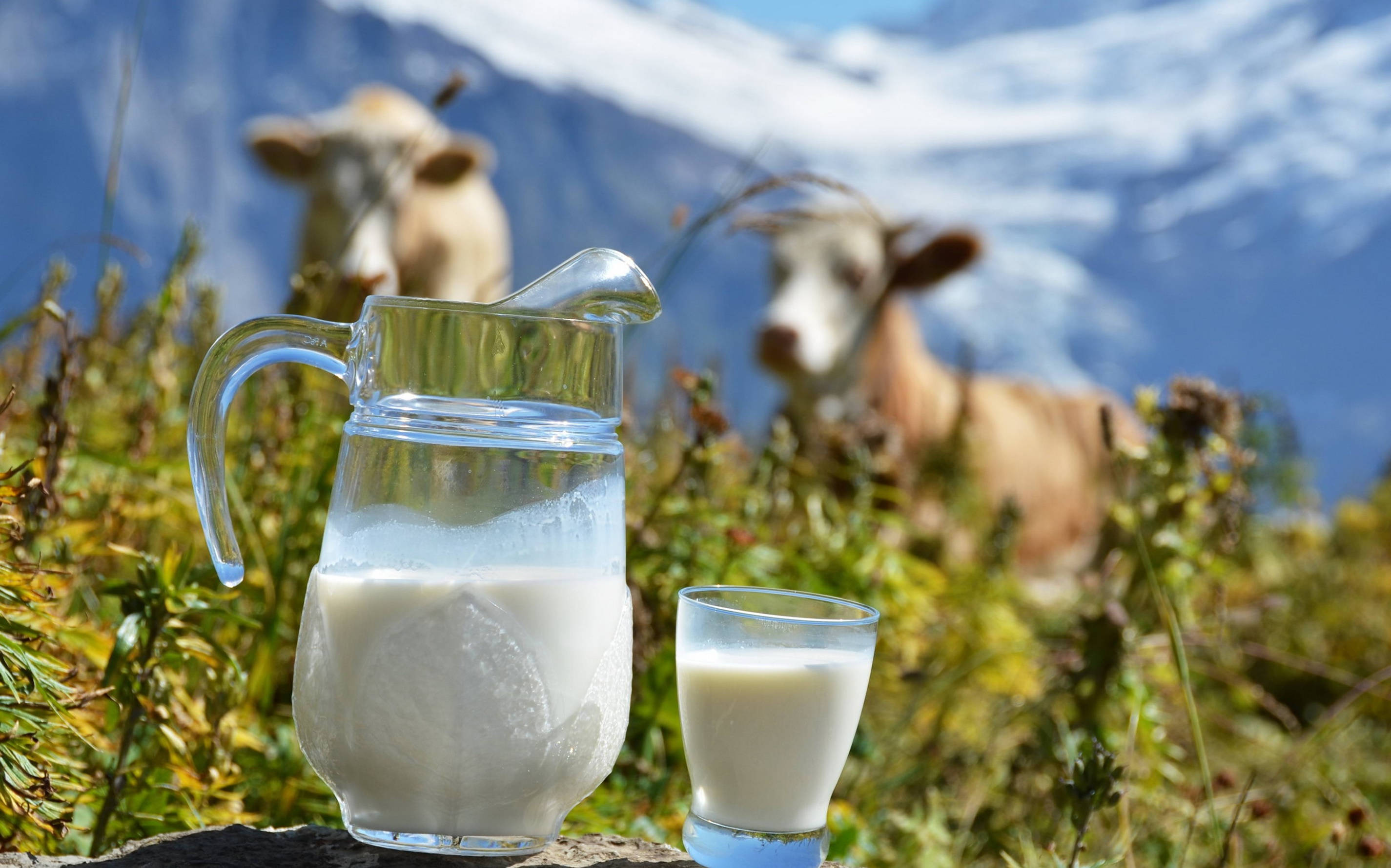 dairy milk, glass pitcher, glass, 2K Desktop Wallpaper
