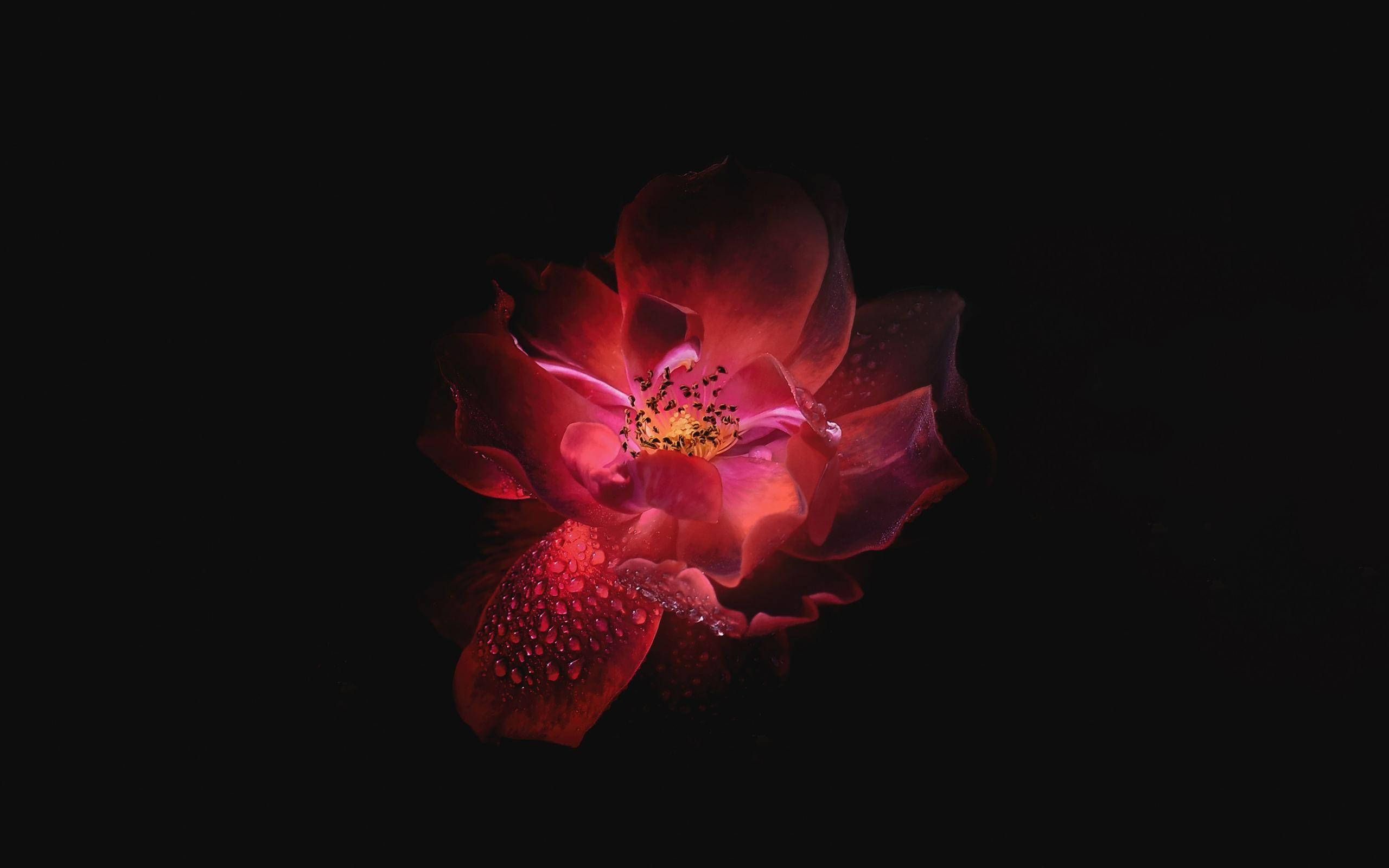 AMOLED Rose 4K, red rose, dewdrops, 2K Desktop Wallpaper