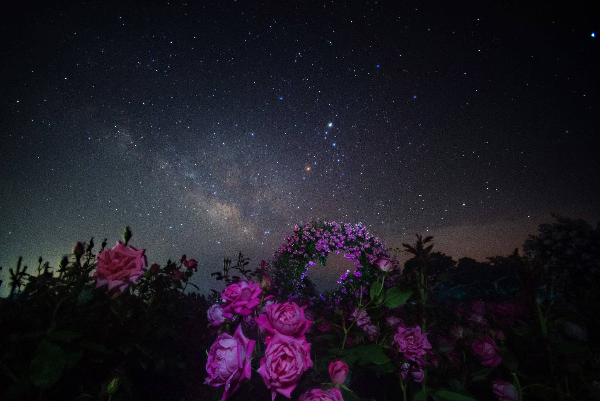 Milky Way Galaxy, pink roses, starry night sky, Full HD Desktop Wallpaper
