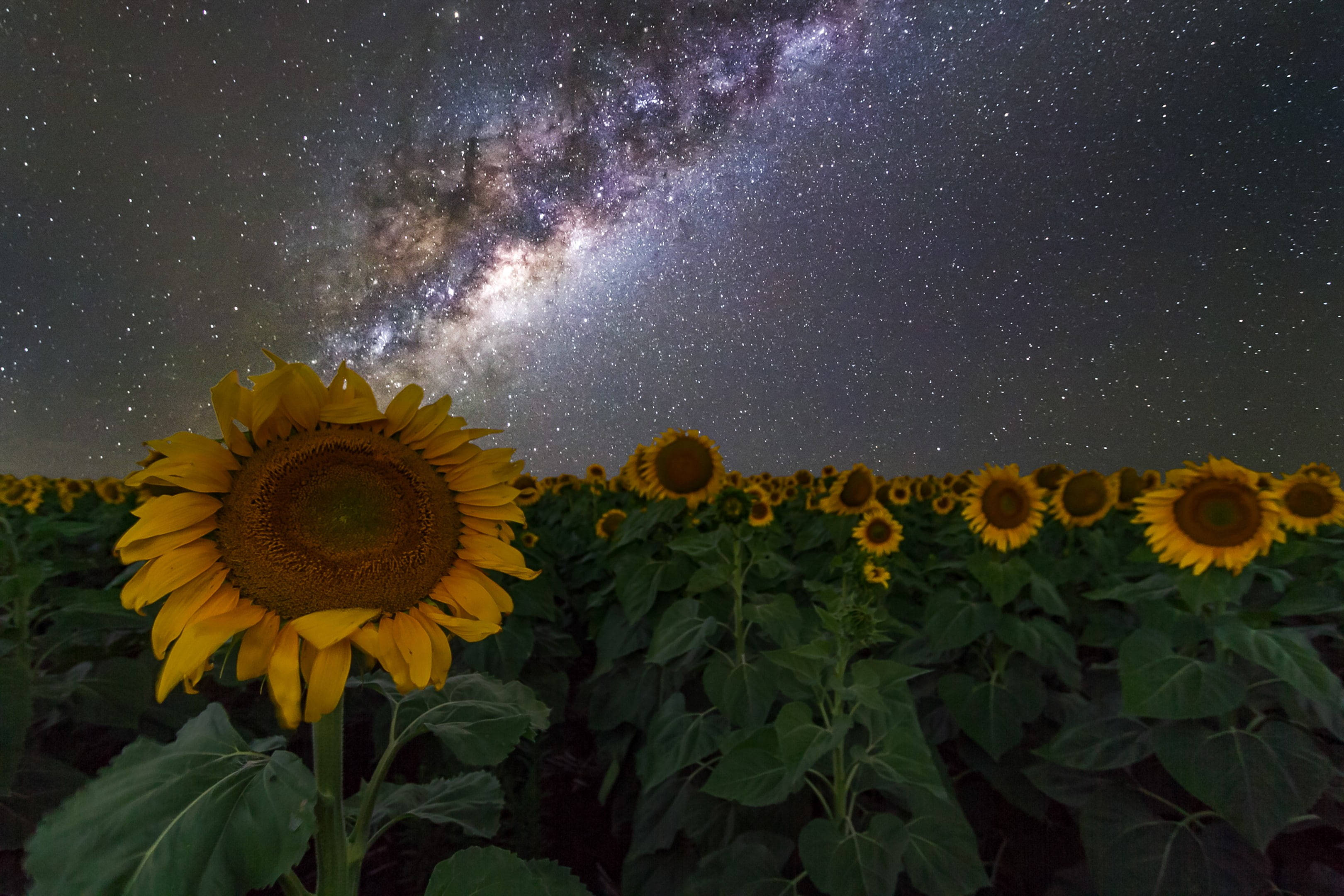 Milky Way Galaxy, sunflower, starry night sky, 2K Desktop Wallpaper
