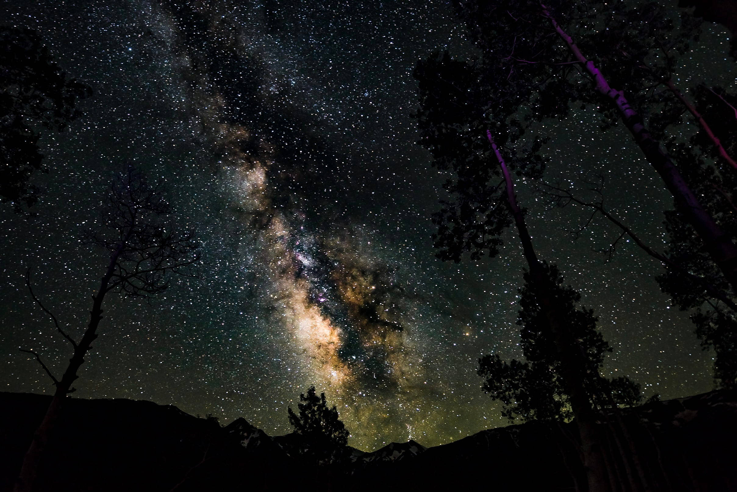 Milky Way Galaxy, starry night sky, dark silhouetted trees, Full HD Desktop Wallpaper