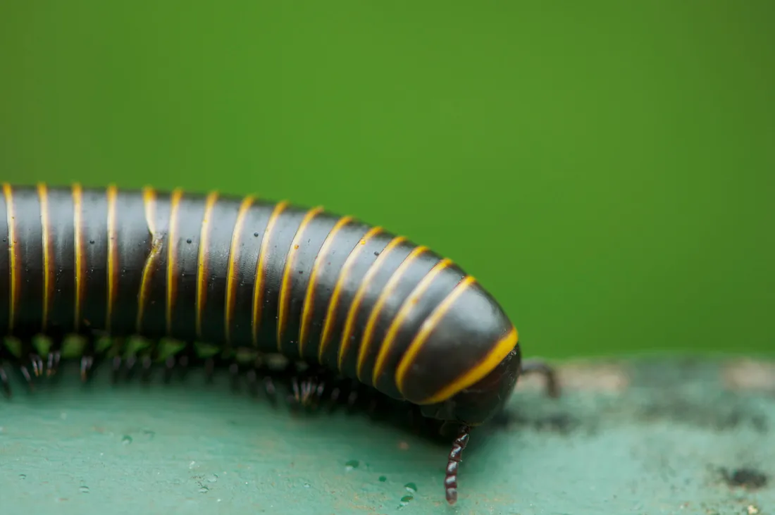 Millipede