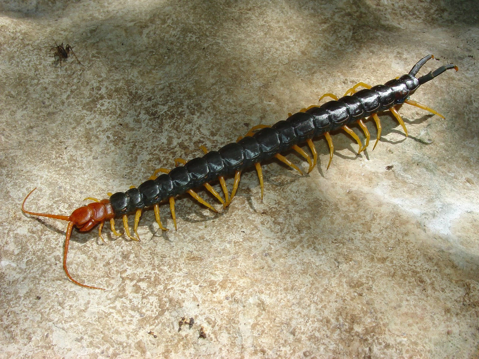 millipede, black segmented body, bright orange legs, HD Desktop Wallpaper