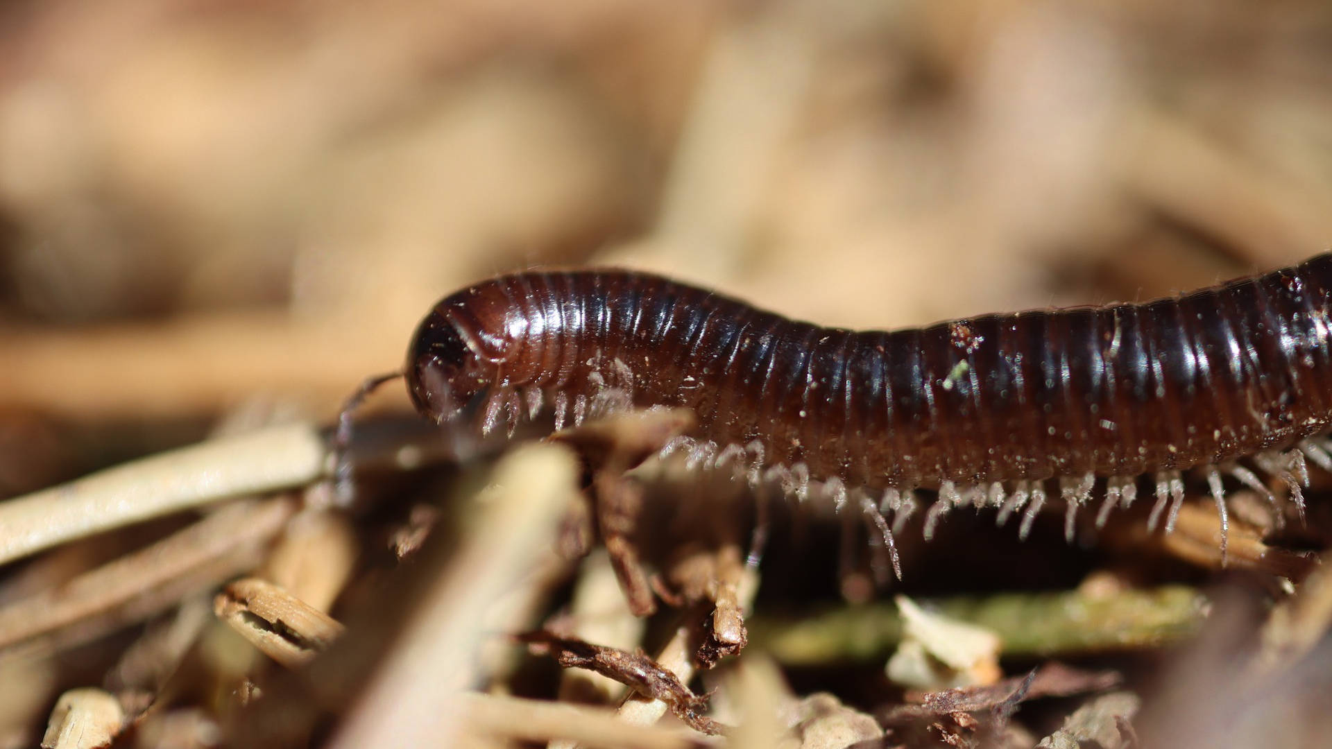 Traveling Desert Millipede, dark brown, dry grass, Full HD Desktop Wallpaper