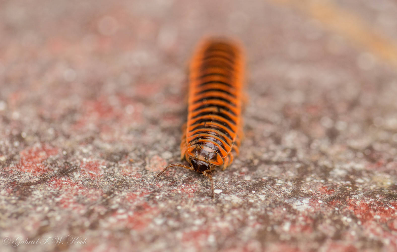 Millipede, Xystodesmidae family, vibrant orange, HD Desktop Wallpaper