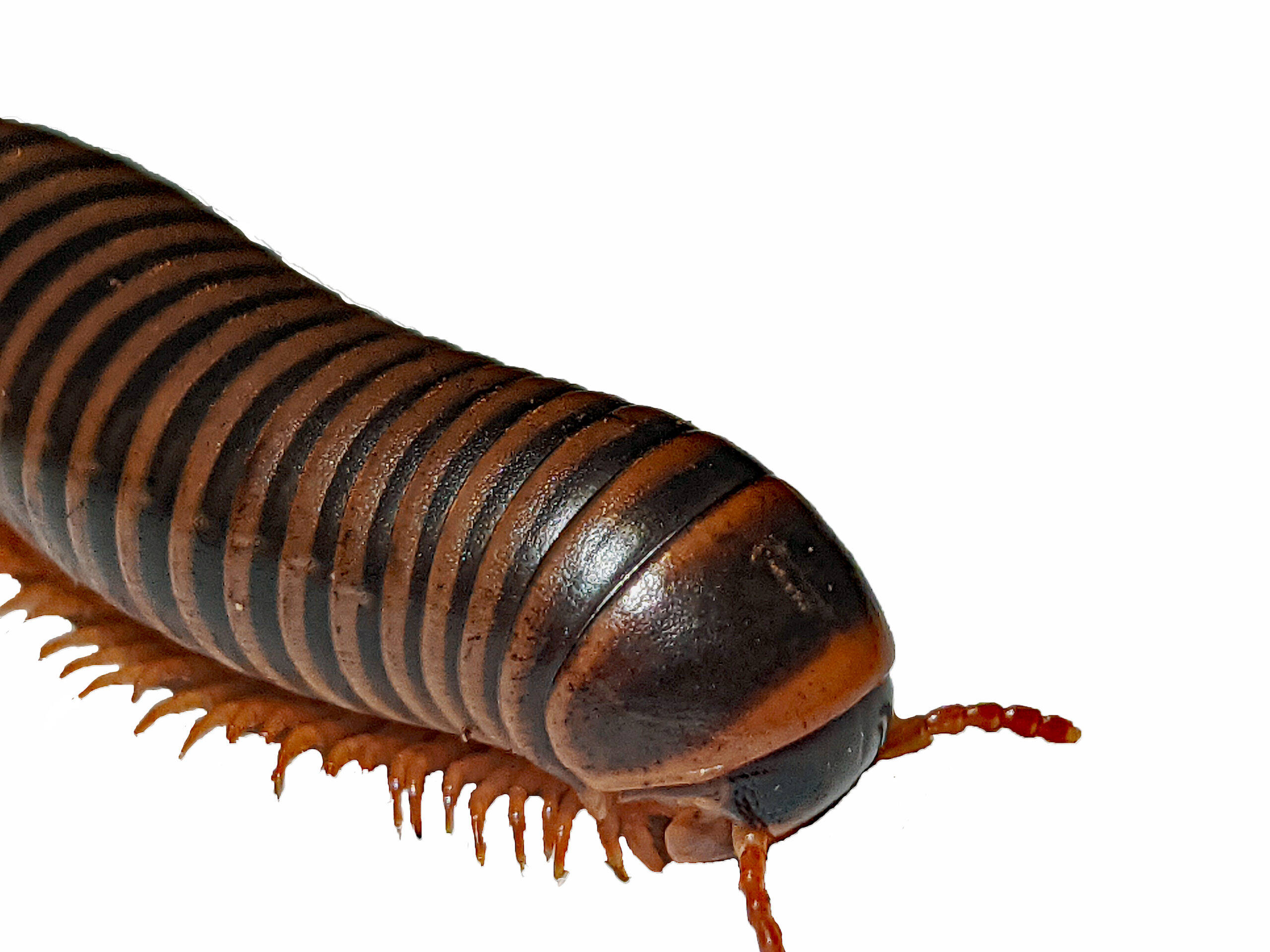 dark brown millipede, brown and black striped segments, orange legs, 2K Desktop Wallpaper