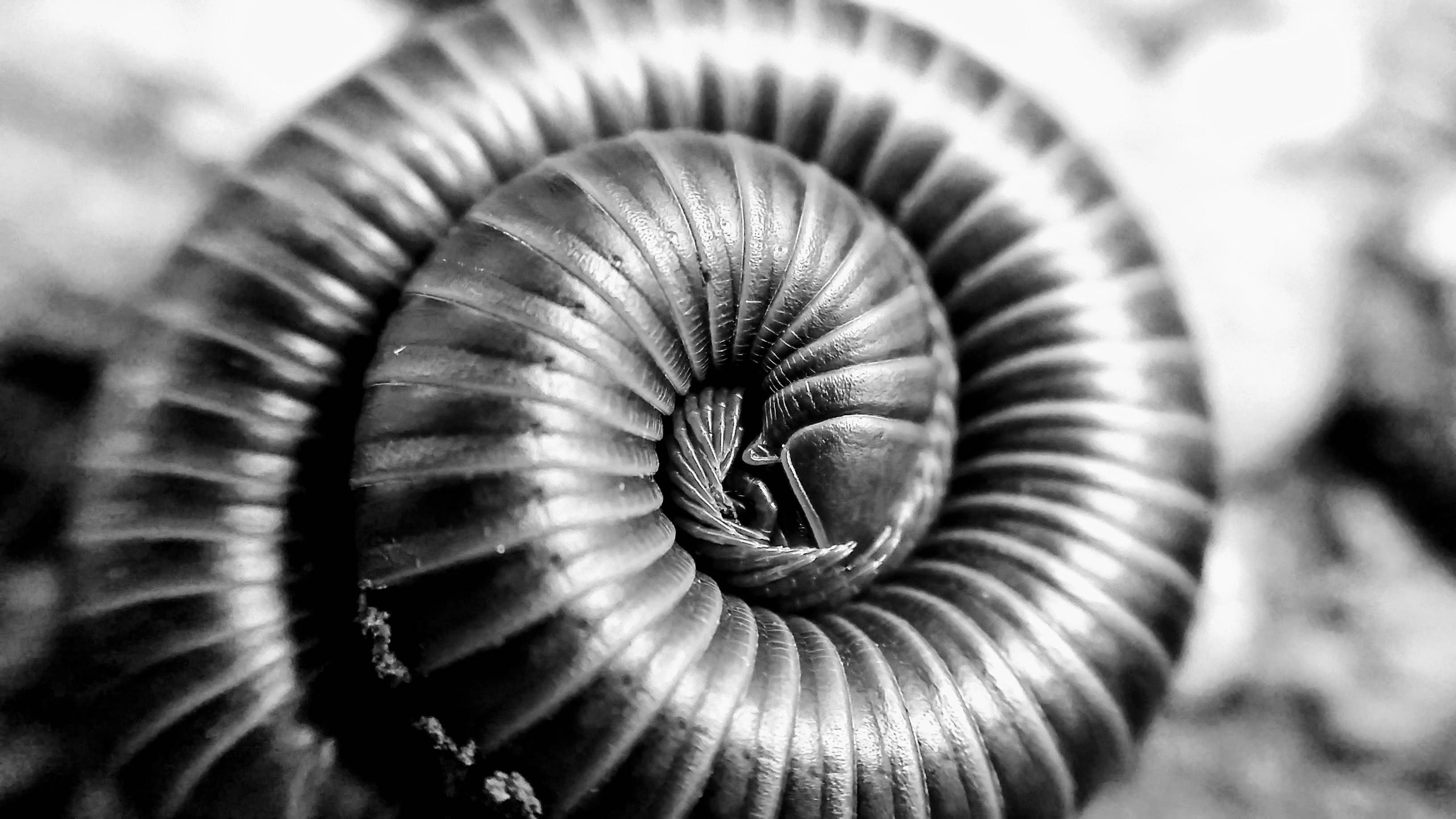 black and white, millipede, macro shot, 2K Desktop Wallpaper