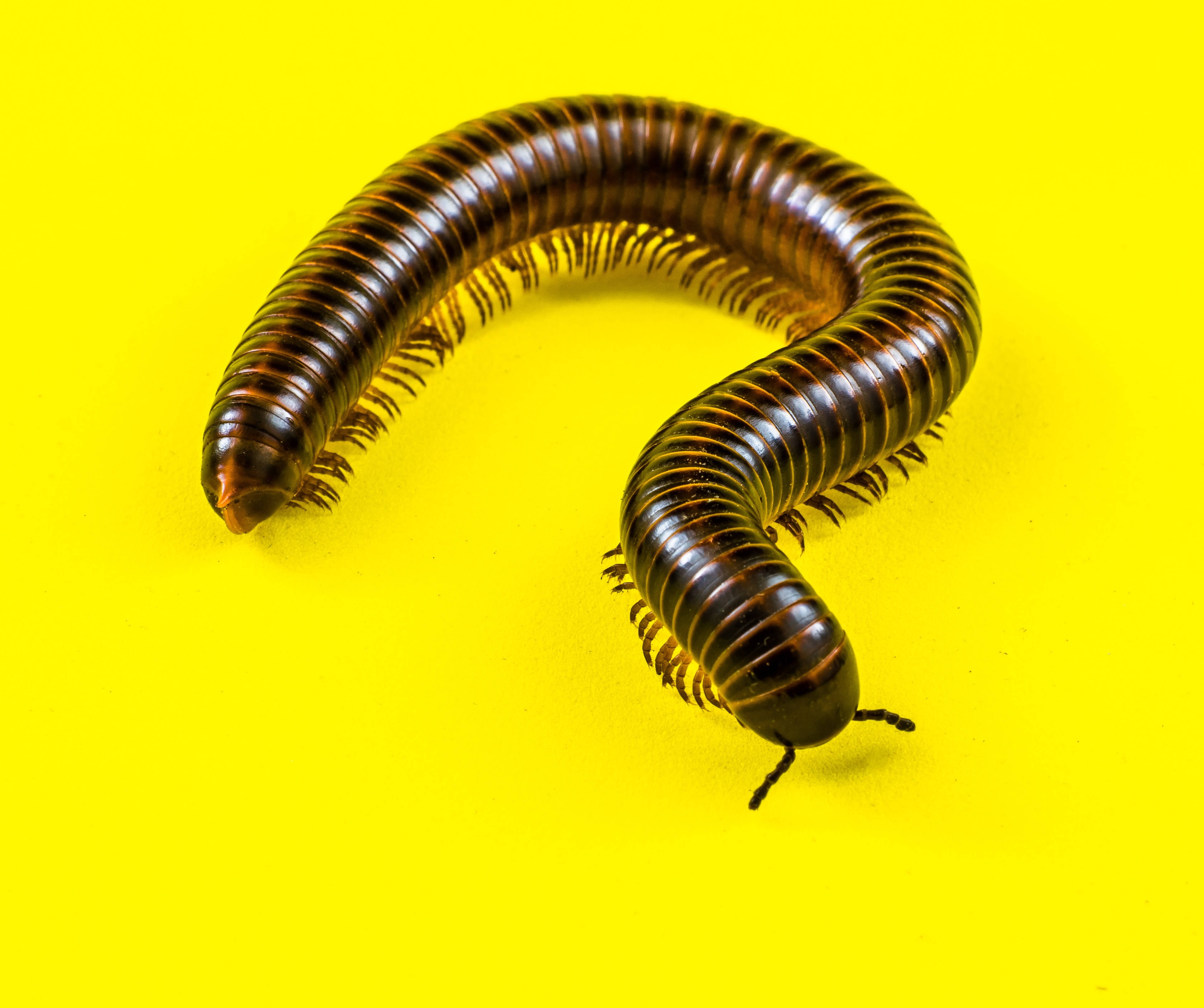 Millipede, glossy brown, question mark shape, 4K Desktop Wallpaper