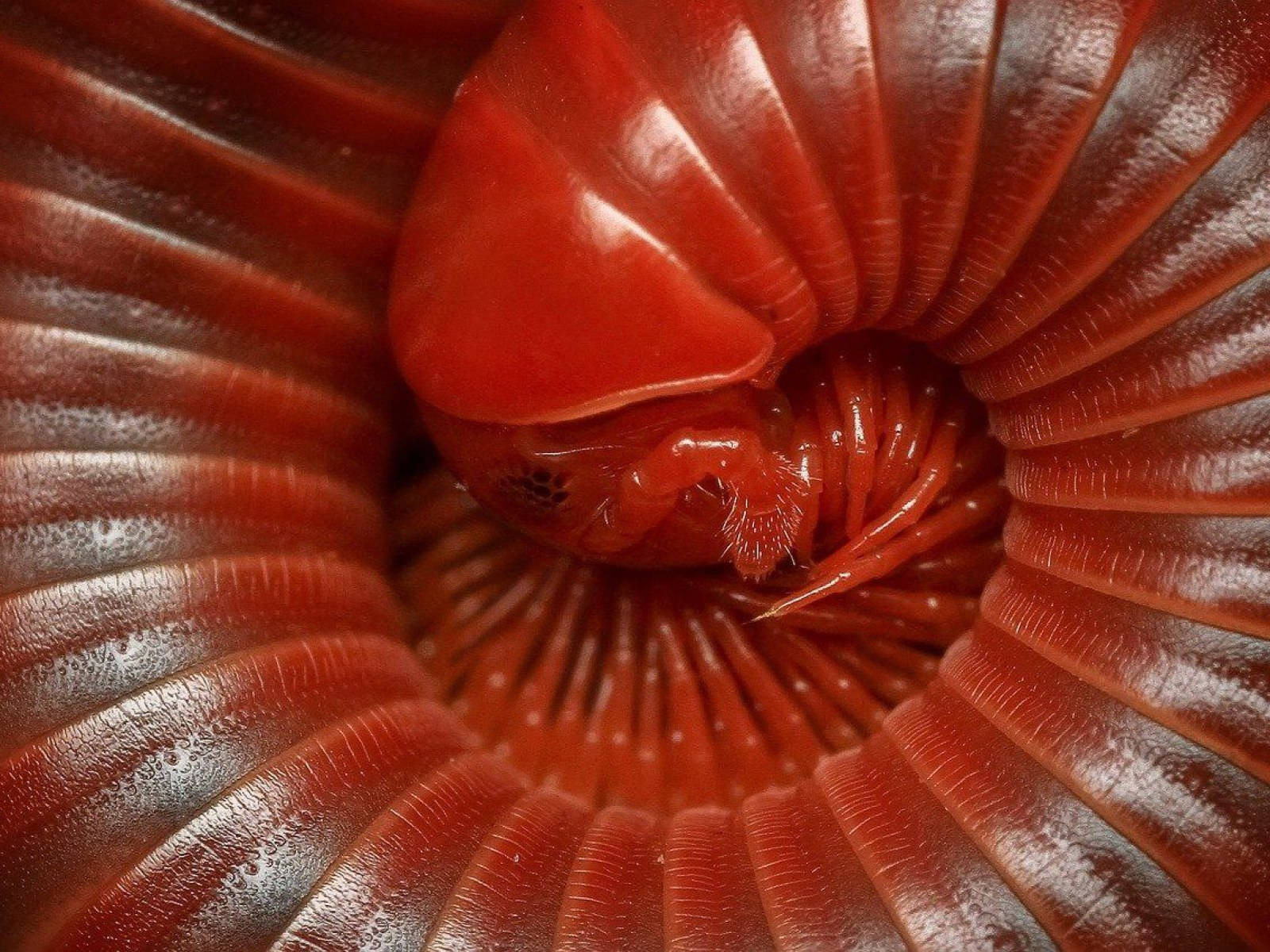 curled up scarlet millipede, glossy red segments, delicate legs, HD Desktop Wallpaper