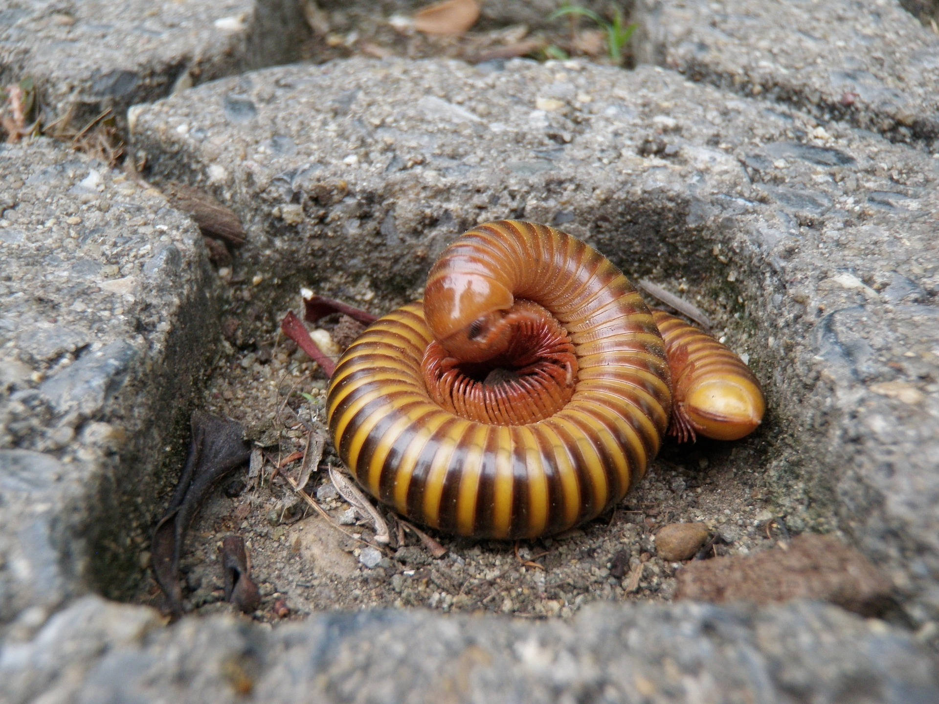 millipede, yellow and brown stripes, crevice, Full HD Desktop Wallpaper