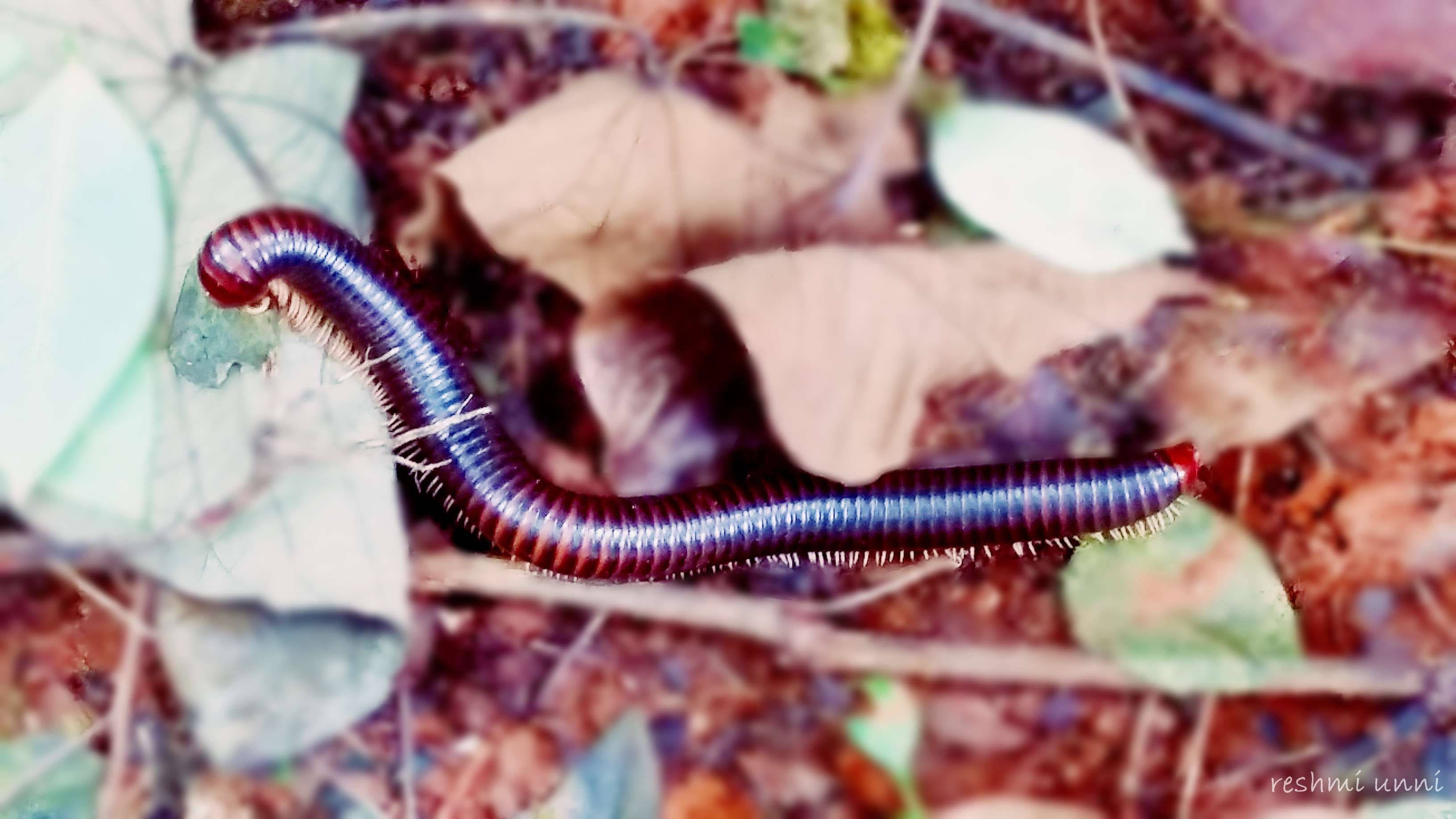 Millipede, vibrant purple, red, 2K Desktop Wallpaper